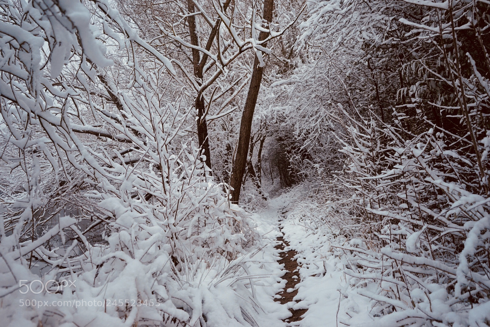 Sony a7 sample photo. The little path❄️⛄️ photography
