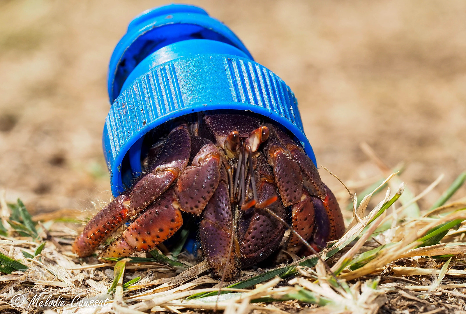 Olympus OM-D E-M10 sample photo. Plastic pollution photography
