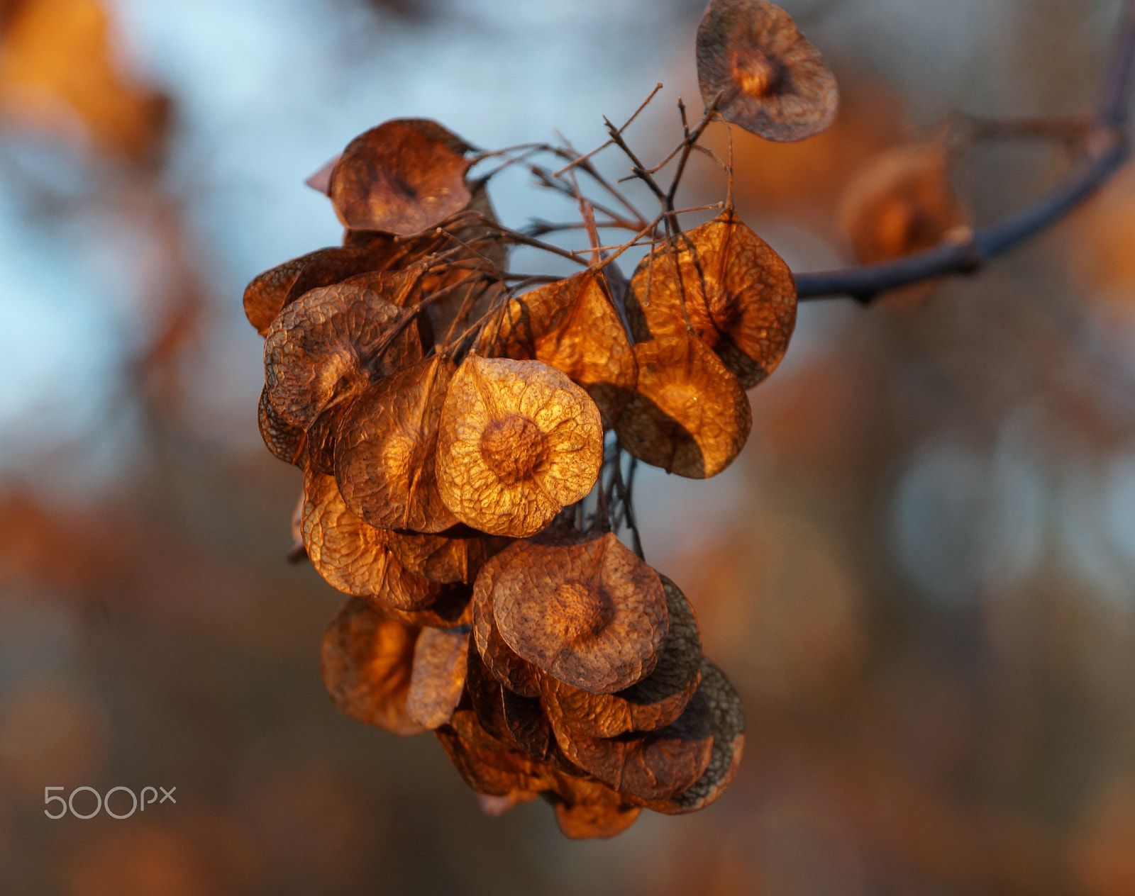 Sony DT 18-135mm F3.5-5.6 SAM sample photo. Golden leaves photography