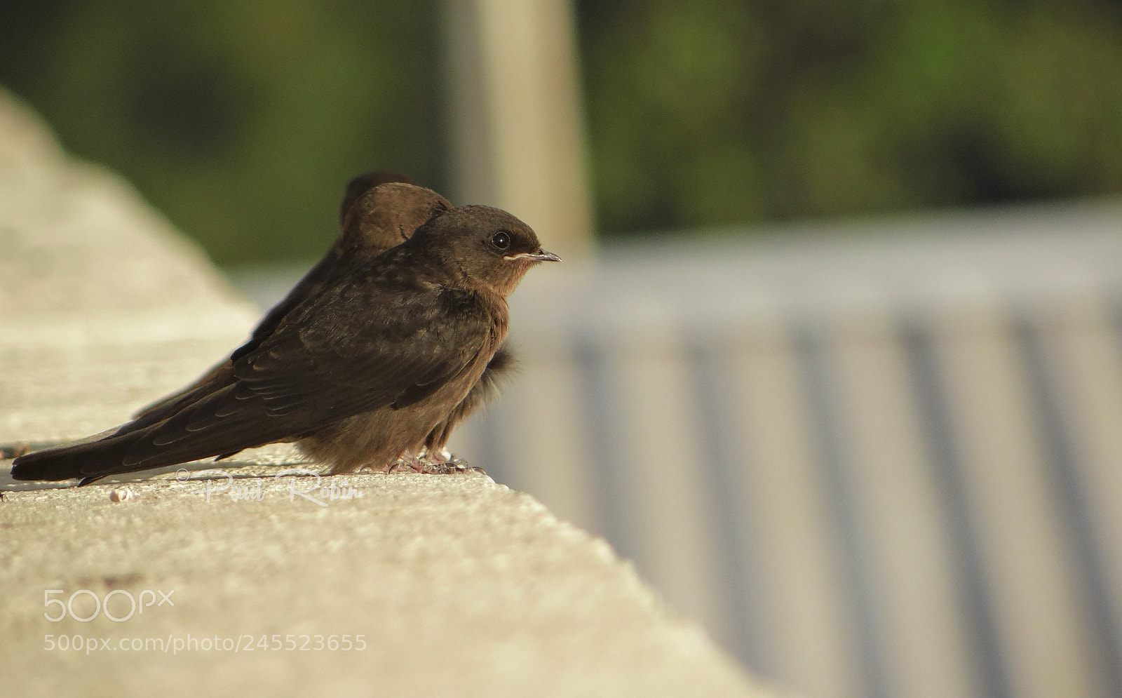 Sony DSC-HX200V sample photo. Dusty crag martin photography