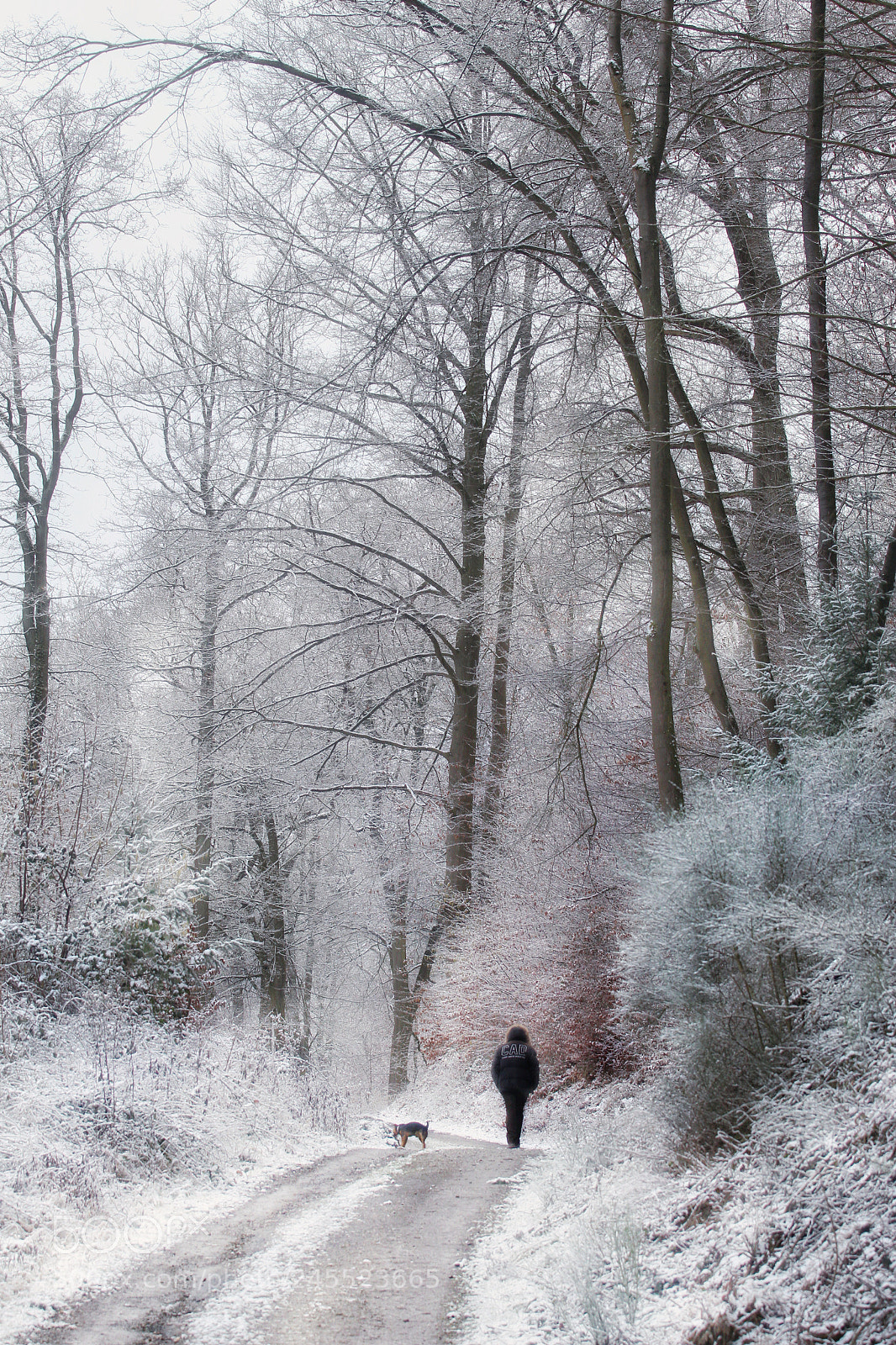 Canon EOS 700D (EOS Rebel T5i / EOS Kiss X7i) sample photo. Forest photography