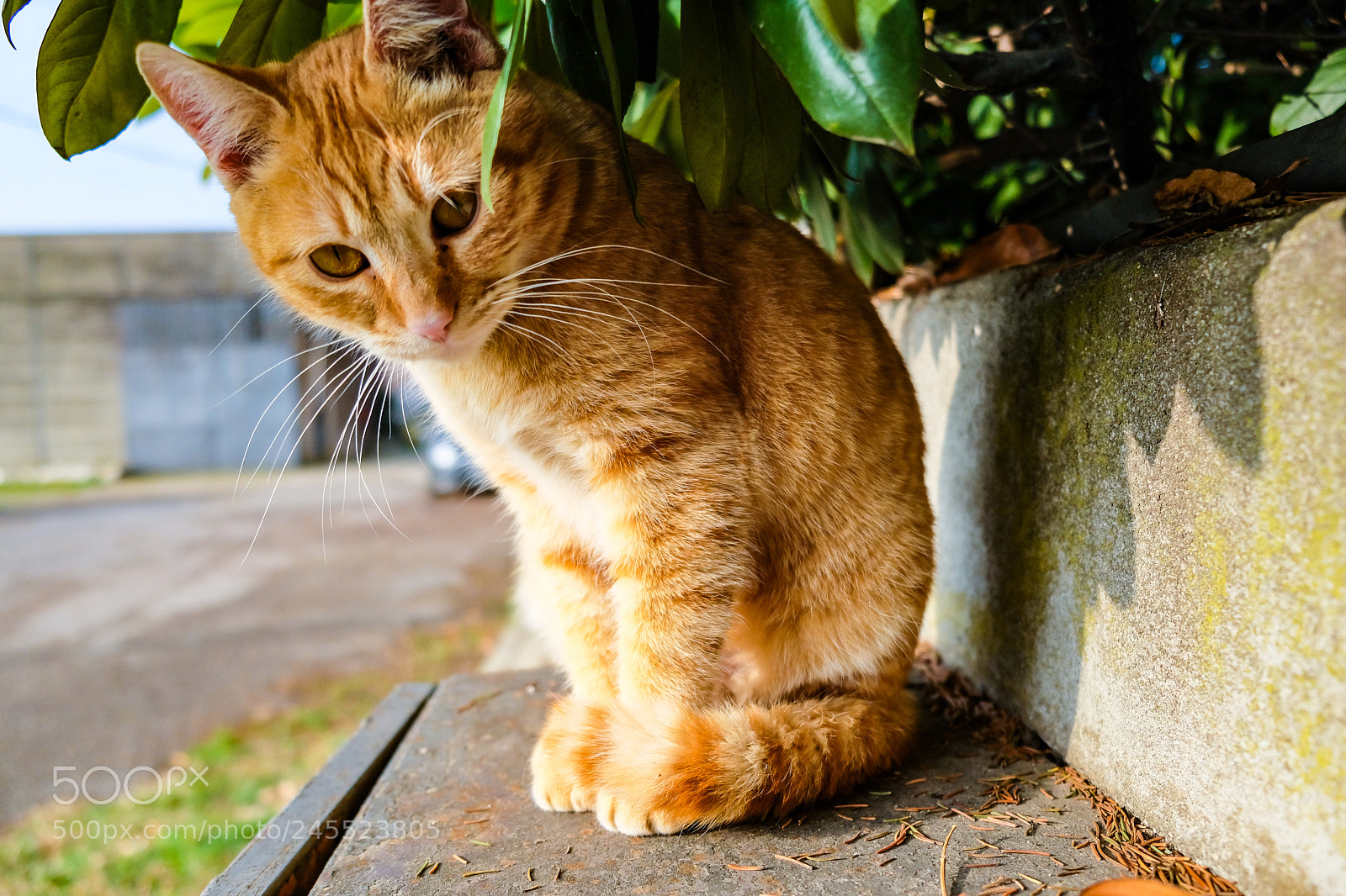 Fujifilm X-T20 sample photo. My little red cat photography