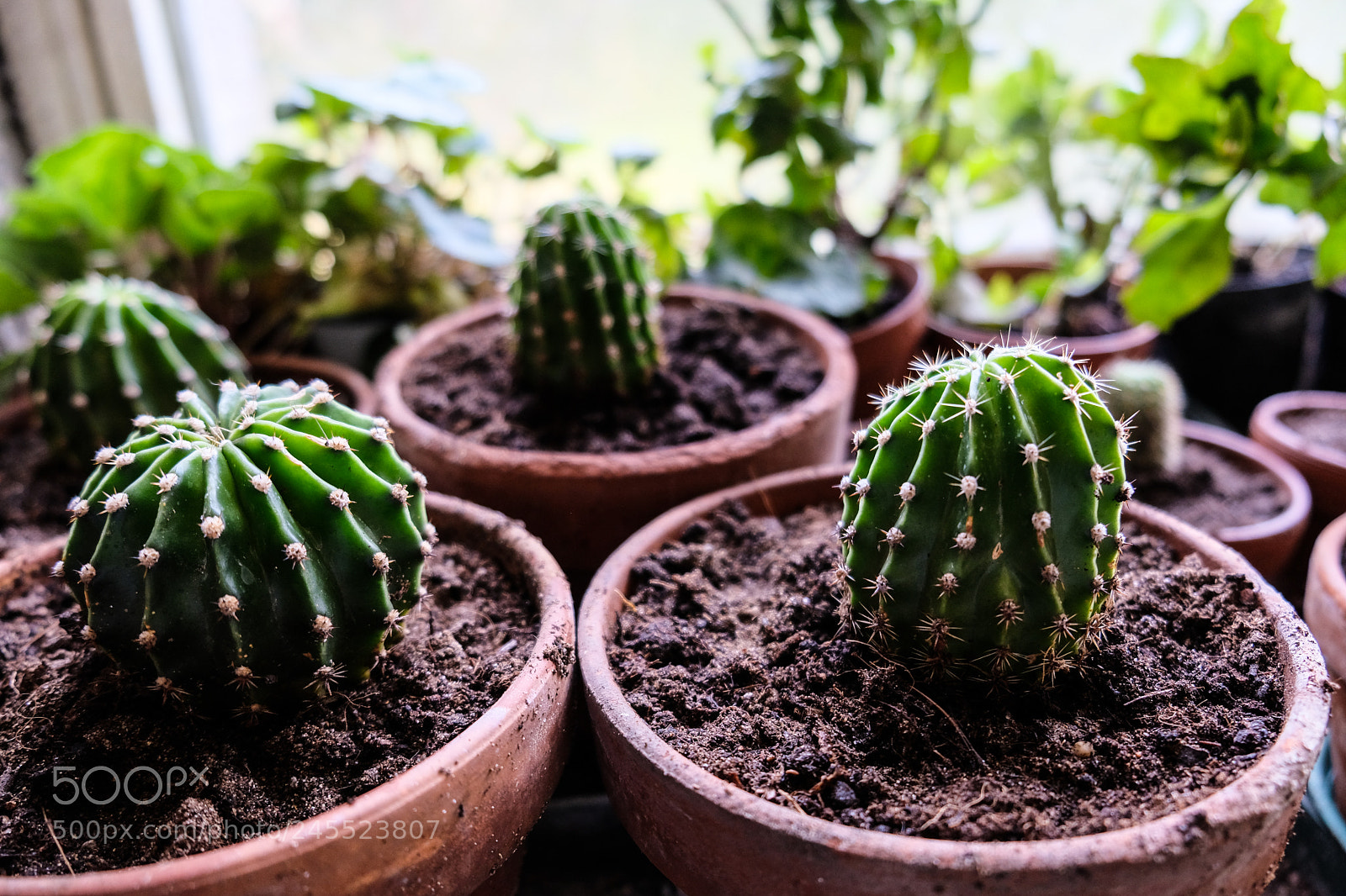 Fujifilm X-T20 sample photo. Cactus photography