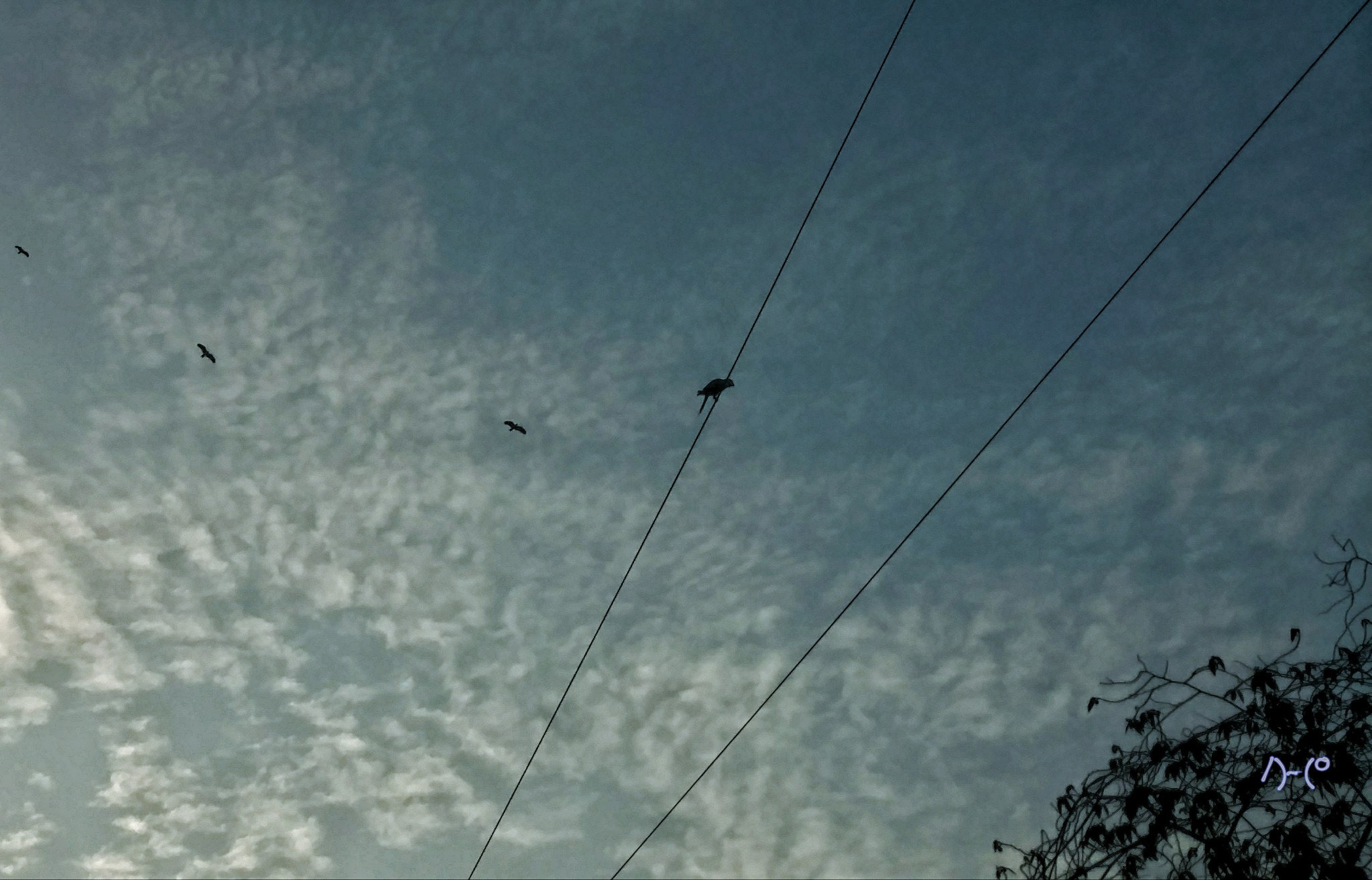 Motorola Moto X Style sample photo. Parrot and kites photography