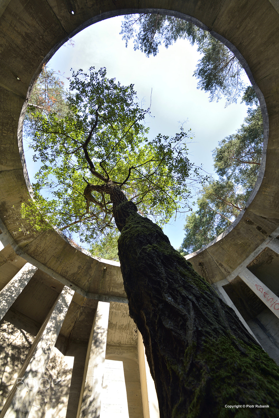 Nikon D7100 sample photo. Symbiosis... photography
