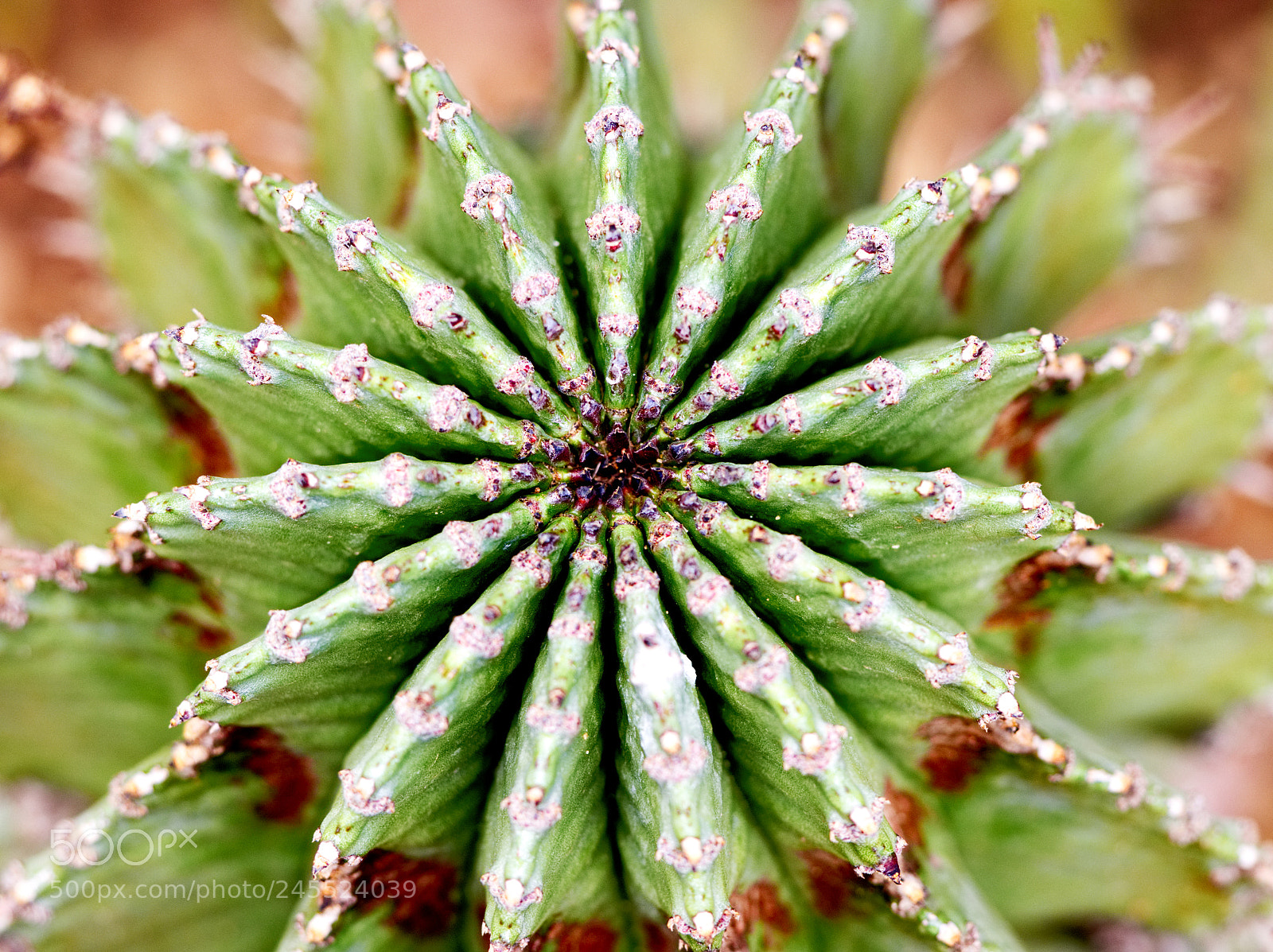 Olympus OM-D E-M10 II sample photo. Cactus garden photography