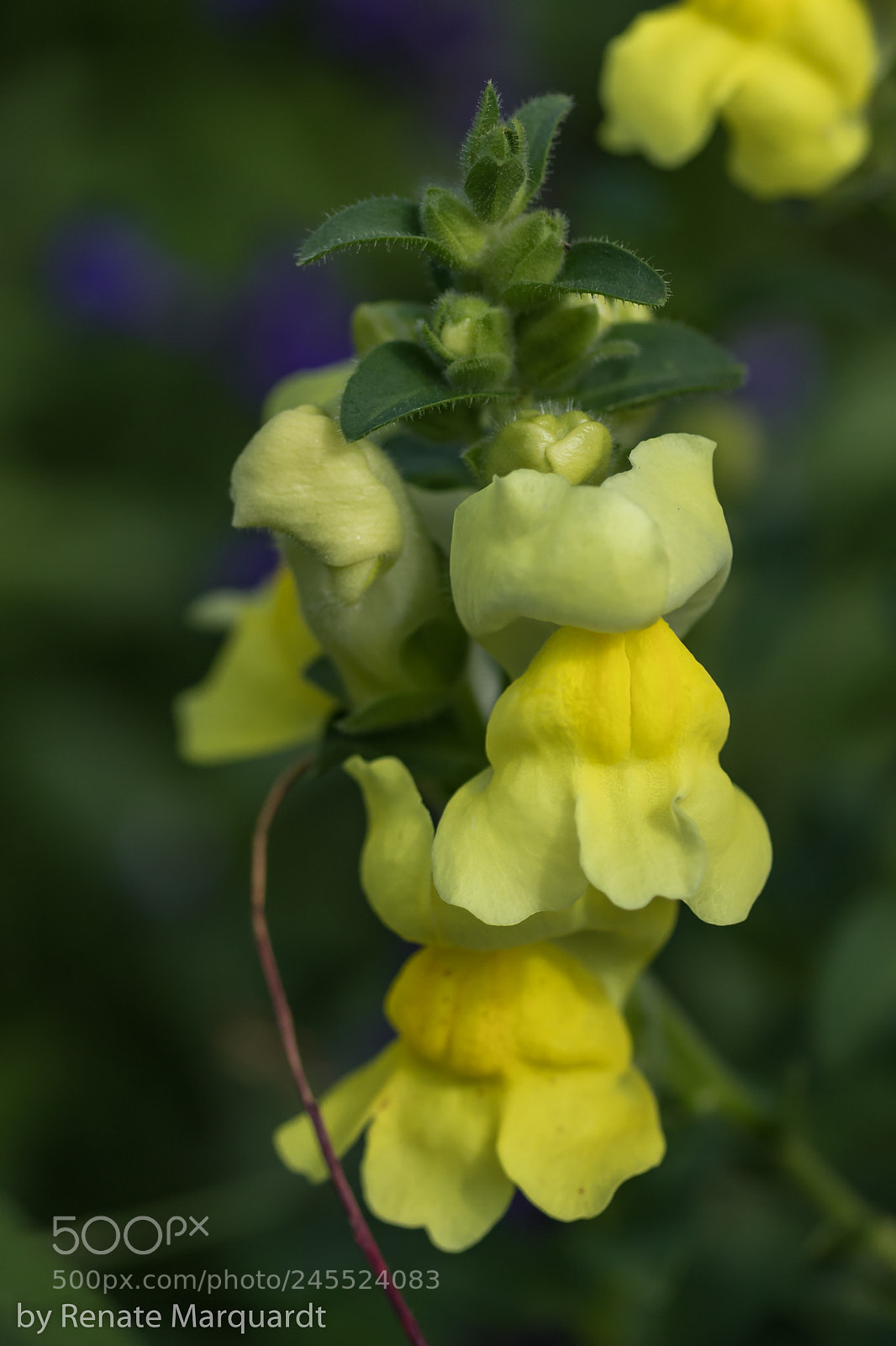 Canon EOS 7D Mark II sample photo. Löwenmäulchen (antirrhinum) photography