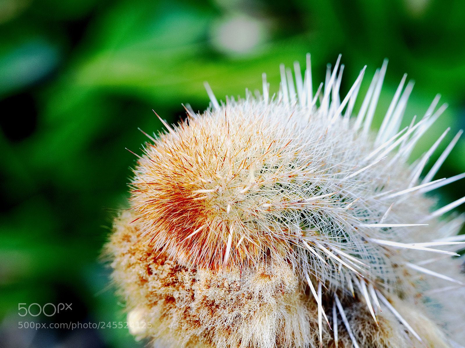 Olympus OM-D E-M10 II sample photo. Cactus garden photography