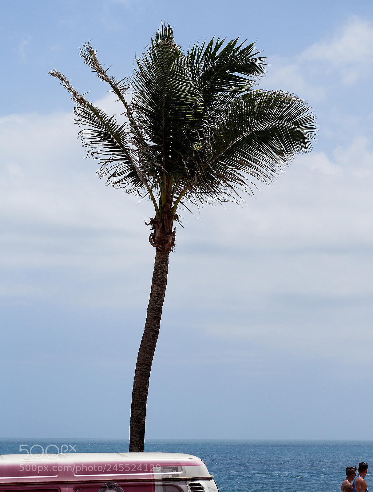 Olympus OM-D E-M1 Mark II sample photo. Palm photography