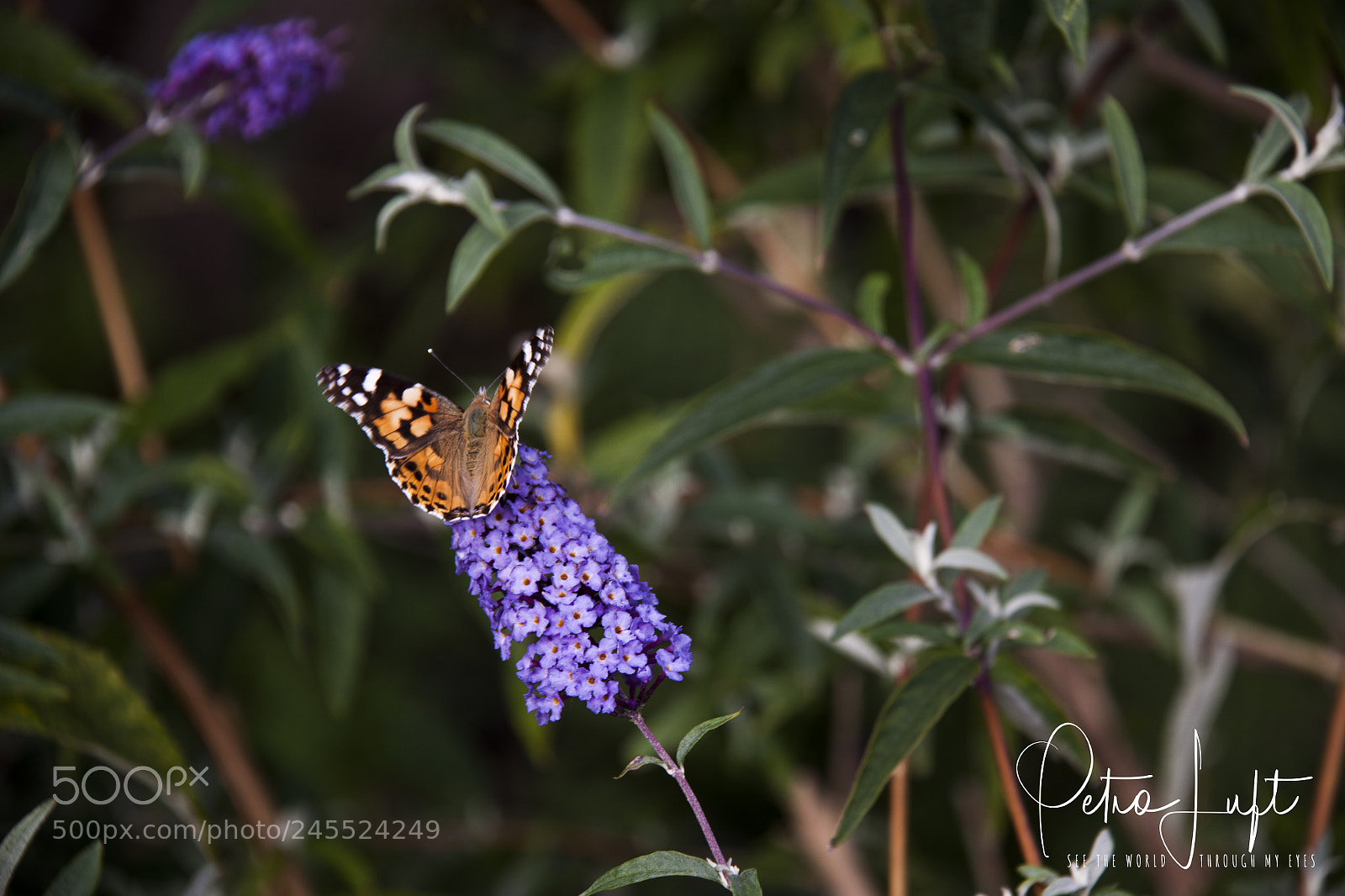 Canon EOS 50D sample photo. Koningspage photography