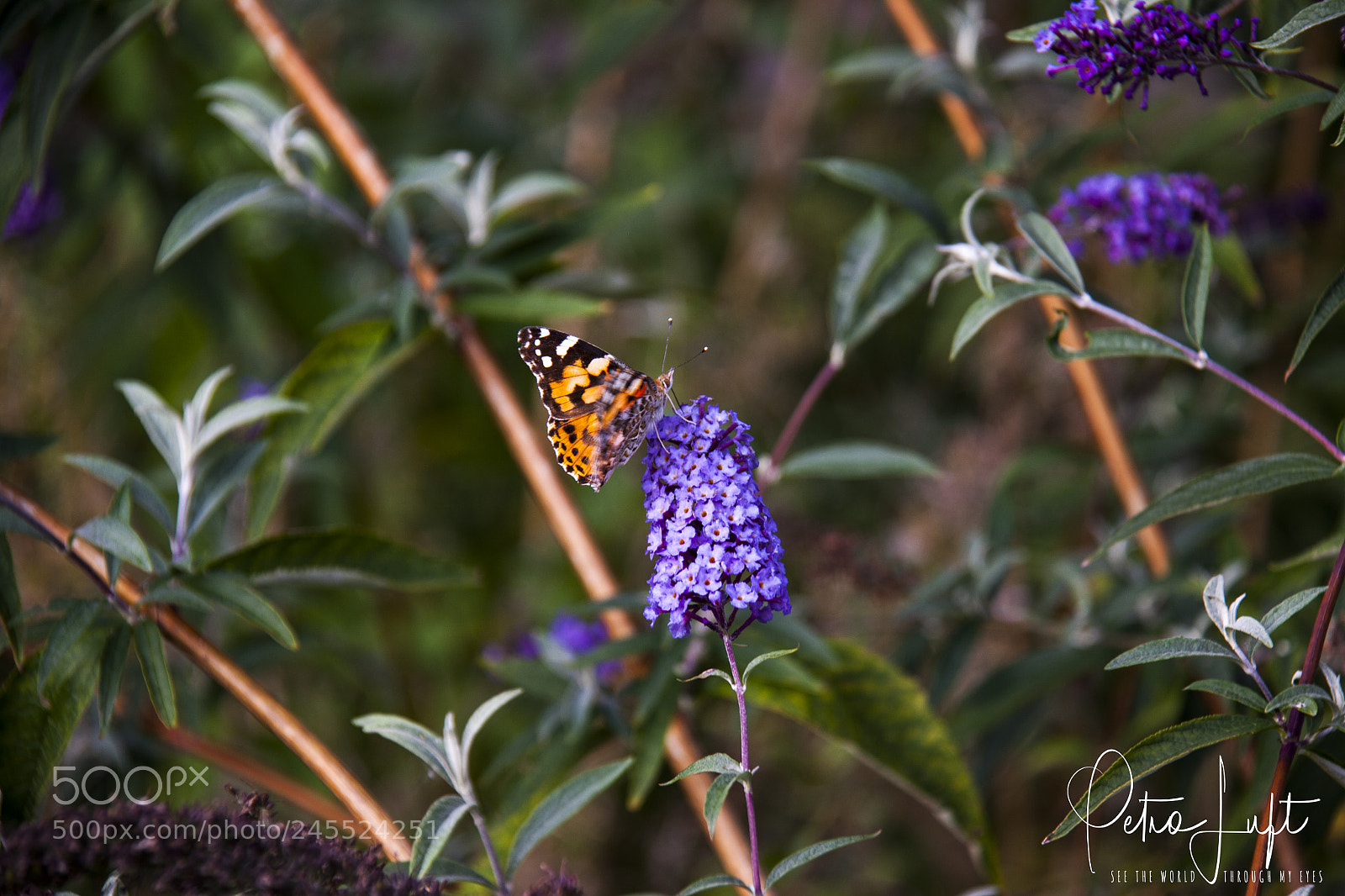 Canon EOS 50D sample photo. Koningspage photography