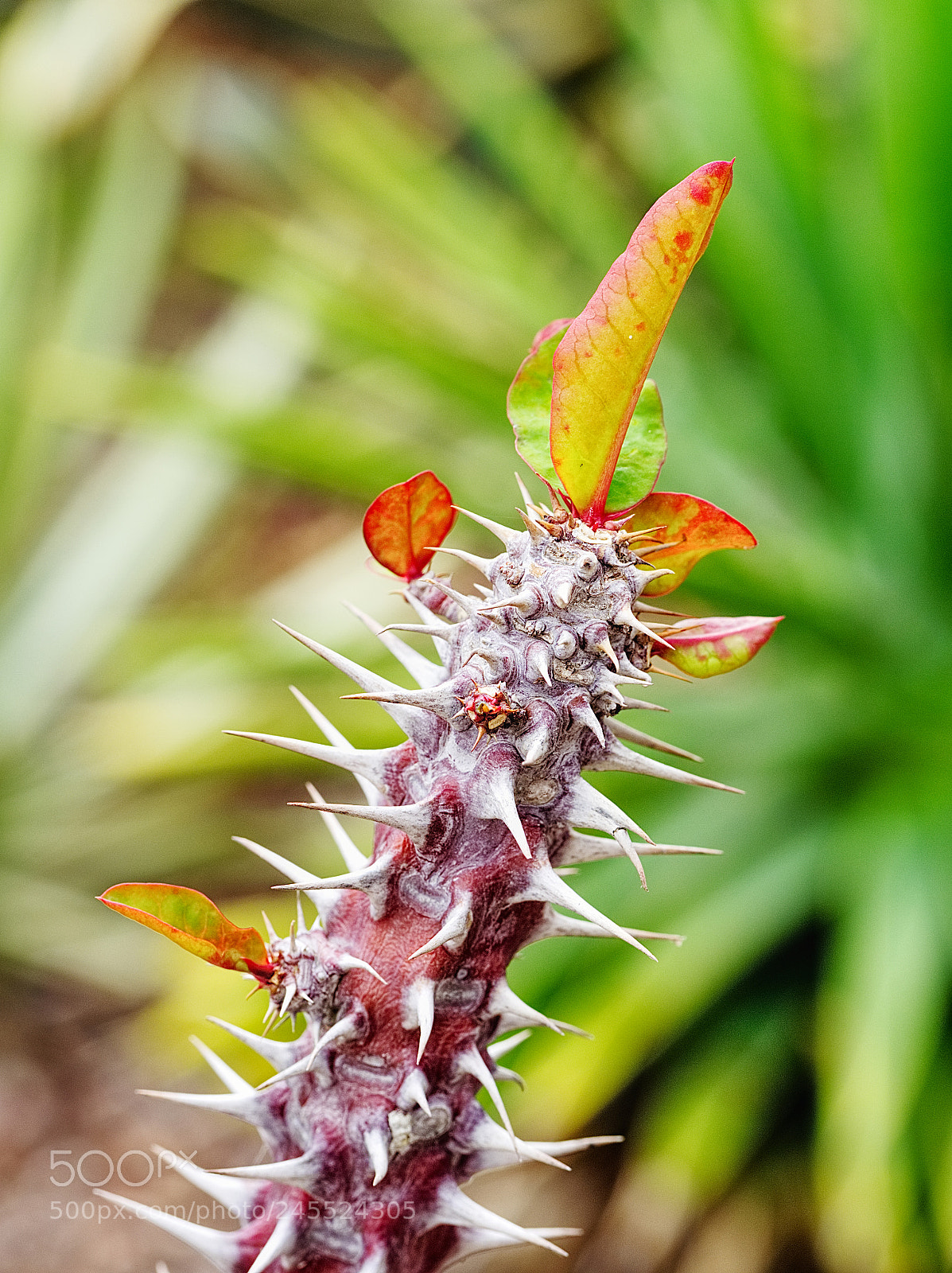 Olympus OM-D E-M10 II sample photo. Cactus garden photography