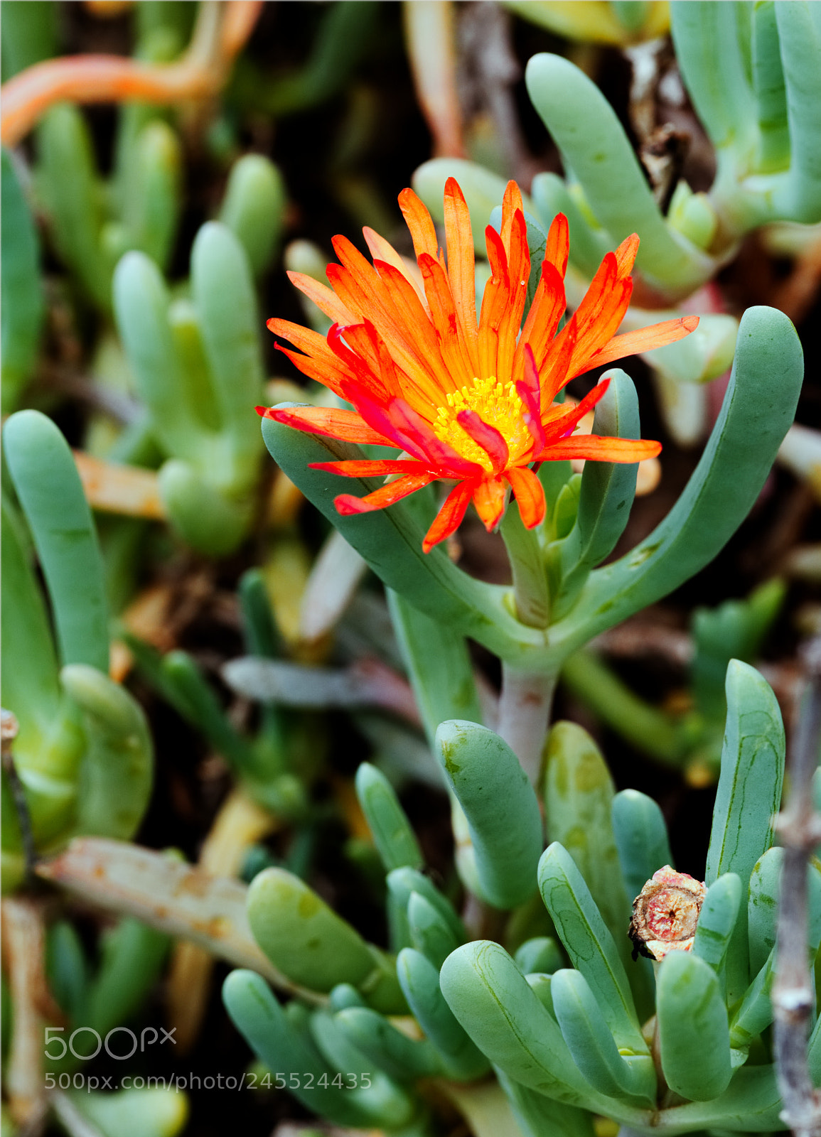 Olympus OM-D E-M10 II sample photo. Cactus garden photography