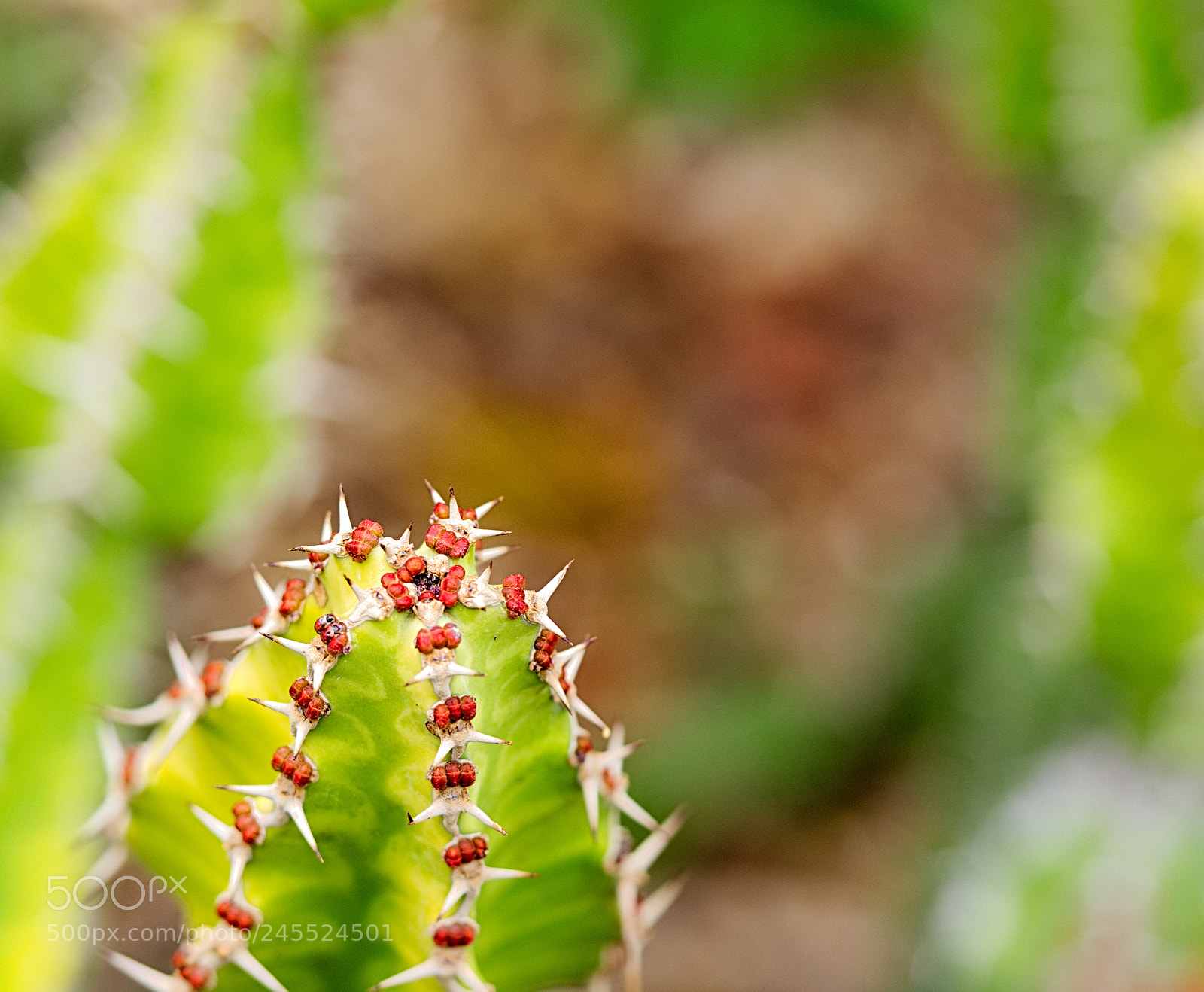 Olympus OM-D E-M10 II sample photo. Cactus garden photography