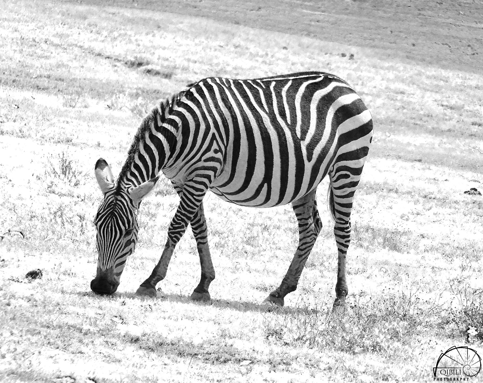 Sony Cyber-shot DSC-HX1 sample photo. Lone zebra photography