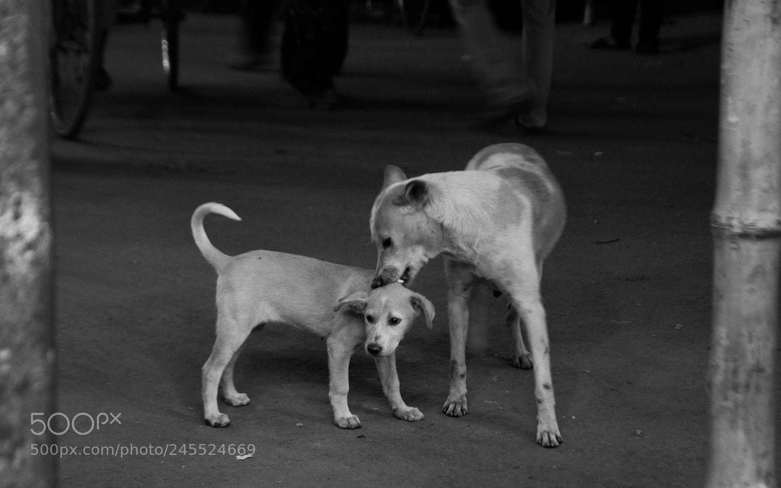 Nikon D7200 sample photo. Attachment photography