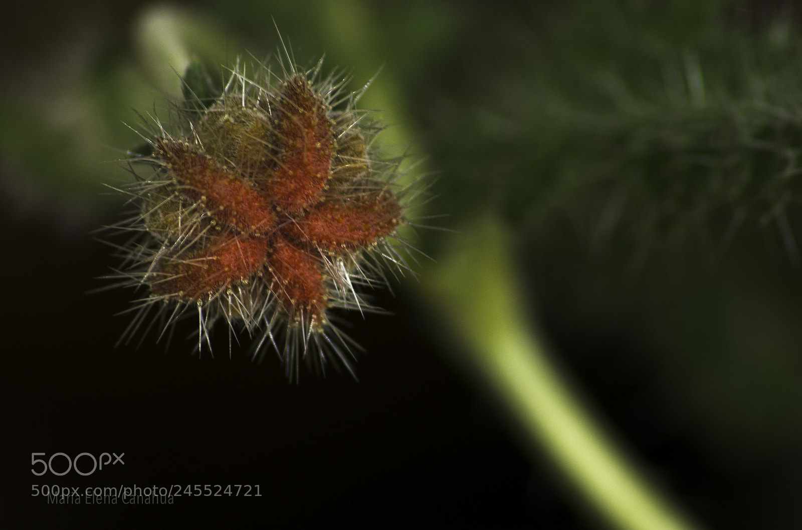 Nikon D5100 sample photo. Andean wild nettle flower photography