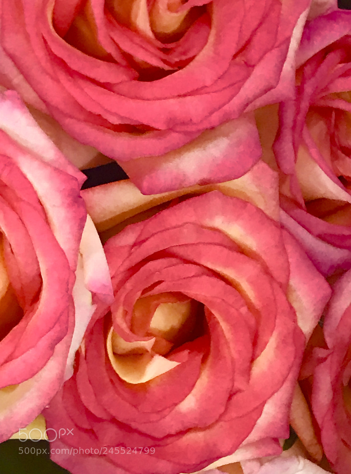 Apple iPhone 7 Plus sample photo. Pink photography