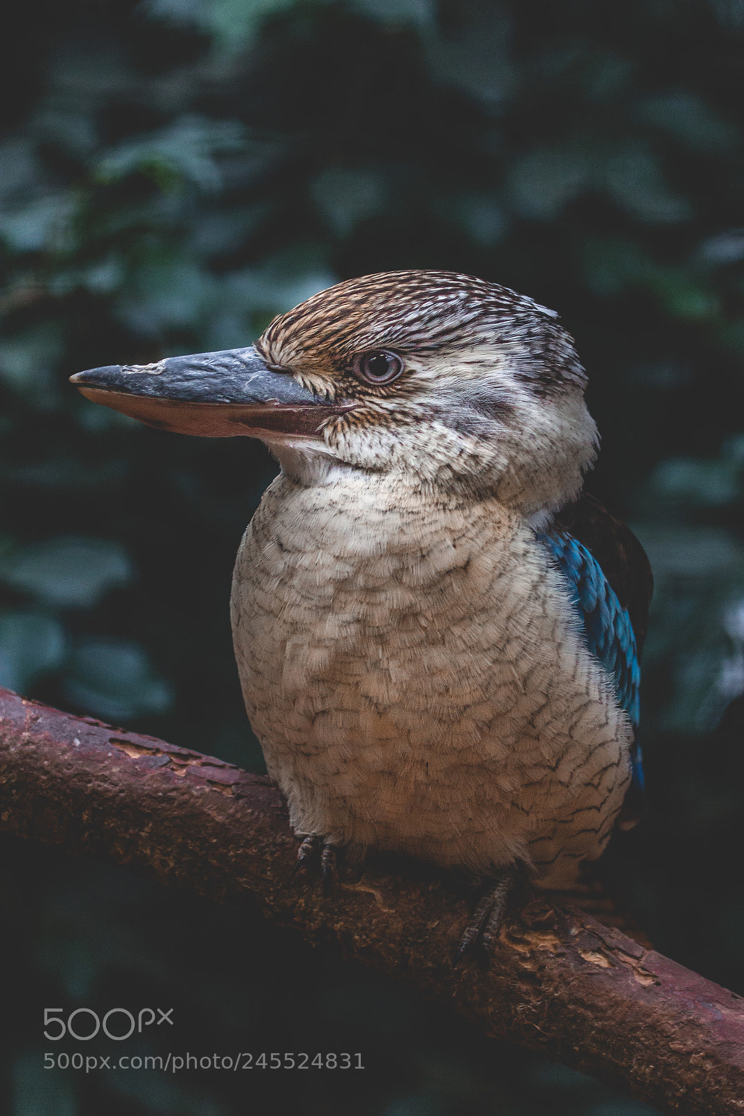 Canon EOS 60D sample photo. Bluewinged kookaburra photography