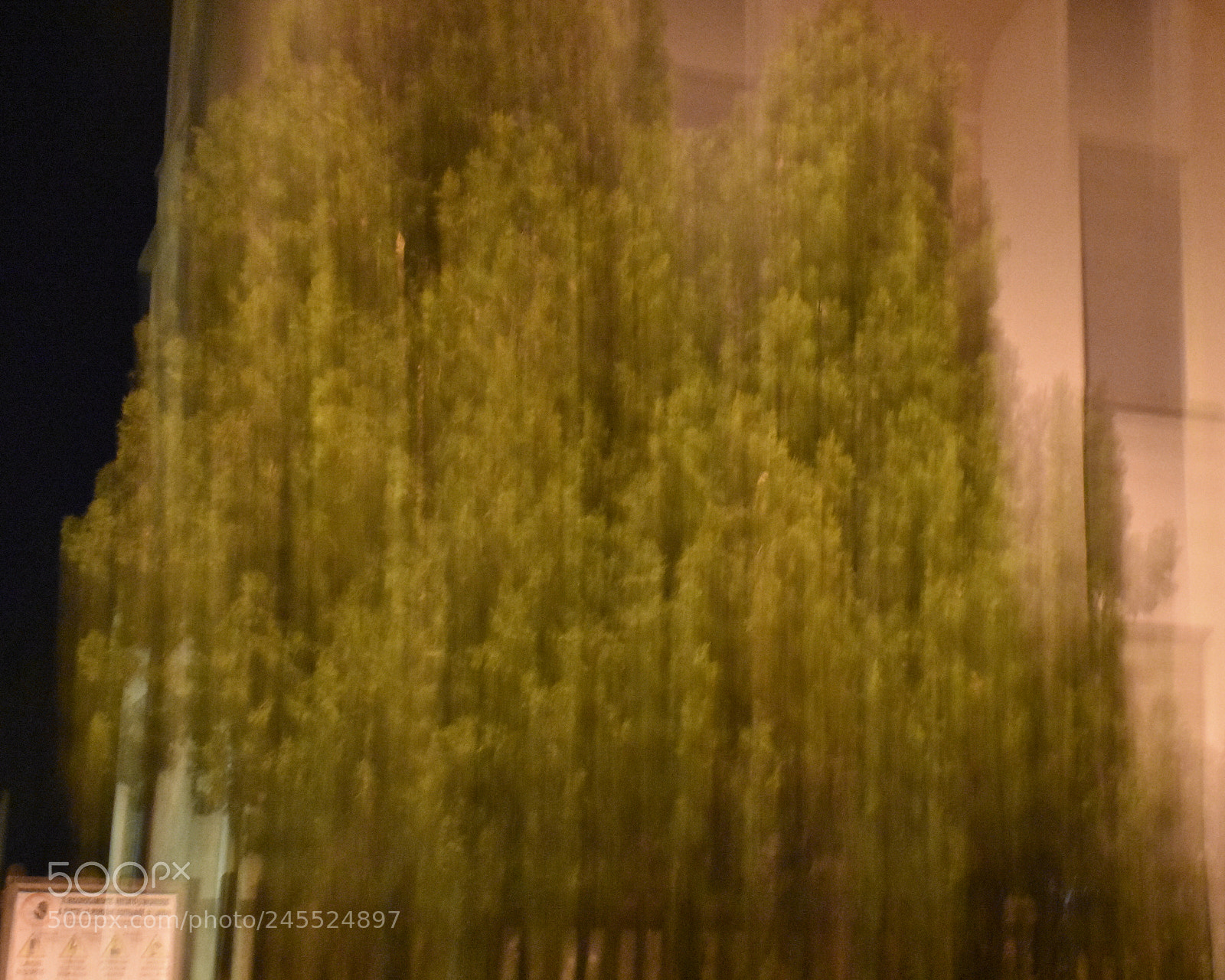 Nikon D3400 sample photo. Tree photography