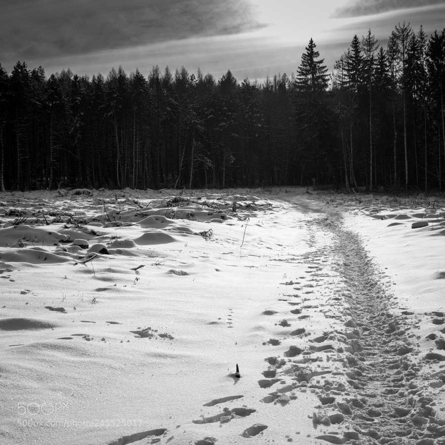 Pentax K-S2 sample photo. Into the wild photography