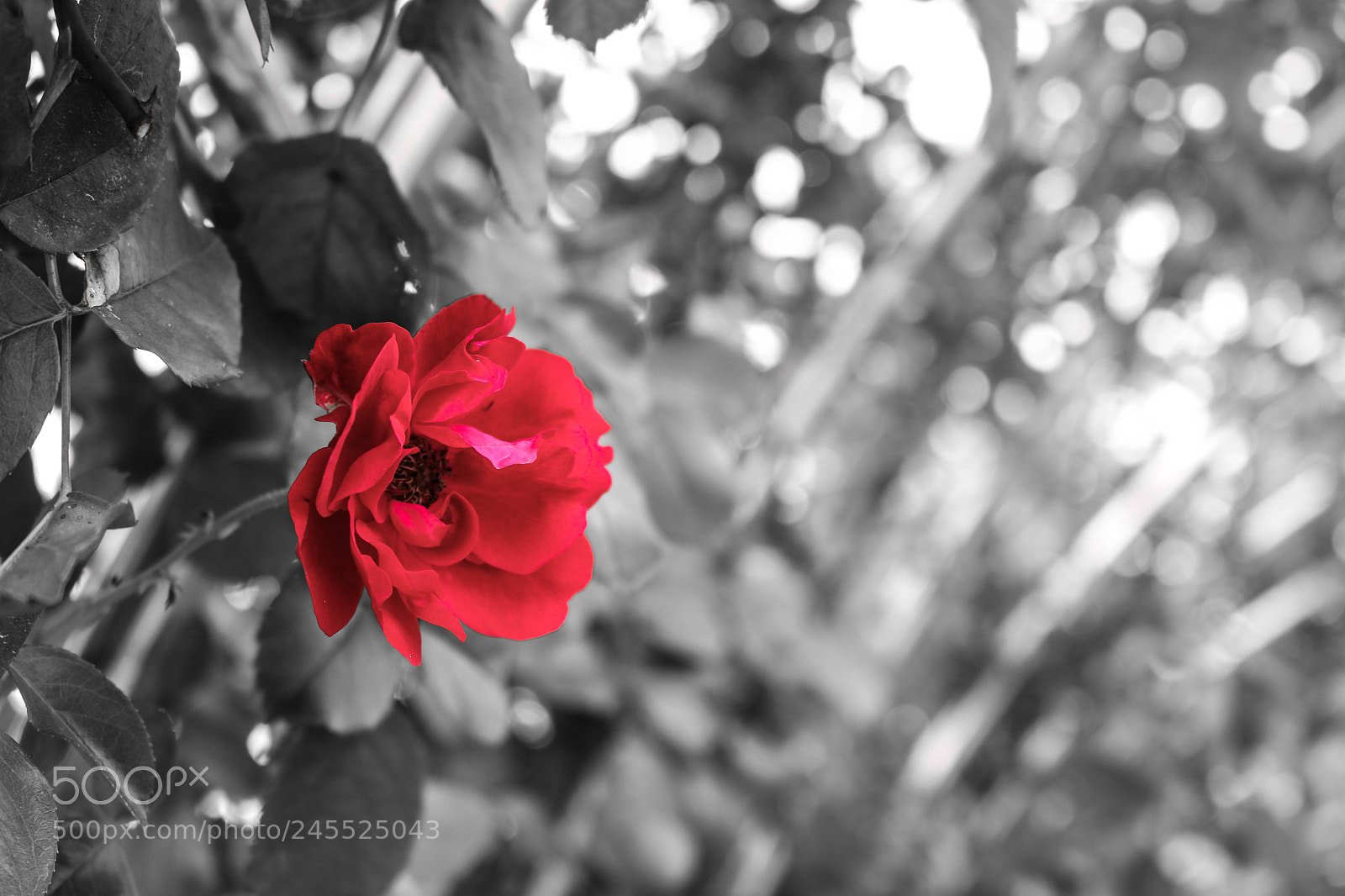 Canon EOS 750D (EOS Rebel T6i / EOS Kiss X8i) sample photo. The red flower photography