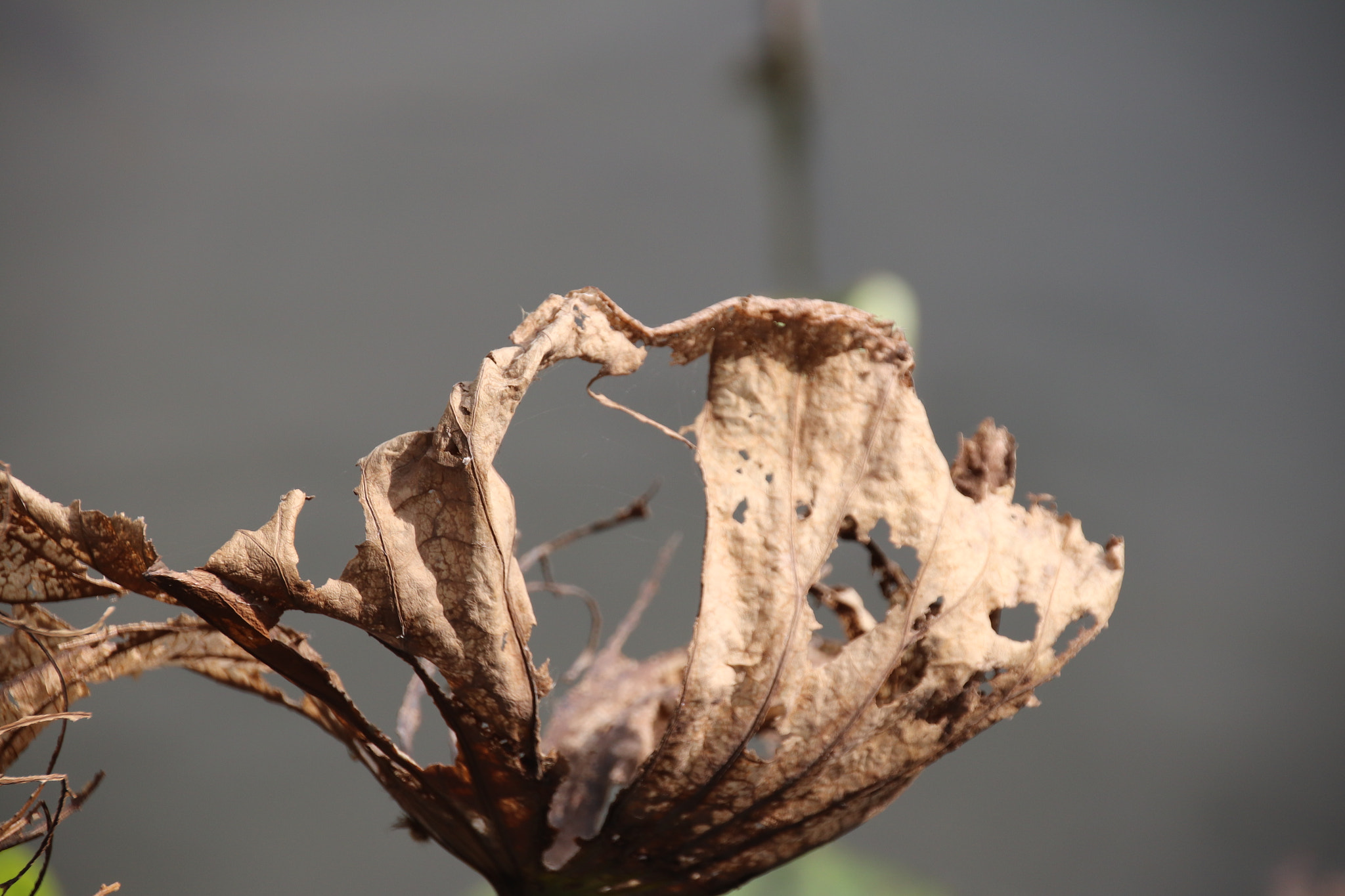 Canon EOS 800D (EOS Rebel T7i / EOS Kiss X9i) sample photo. 枯萎荷葉 photography