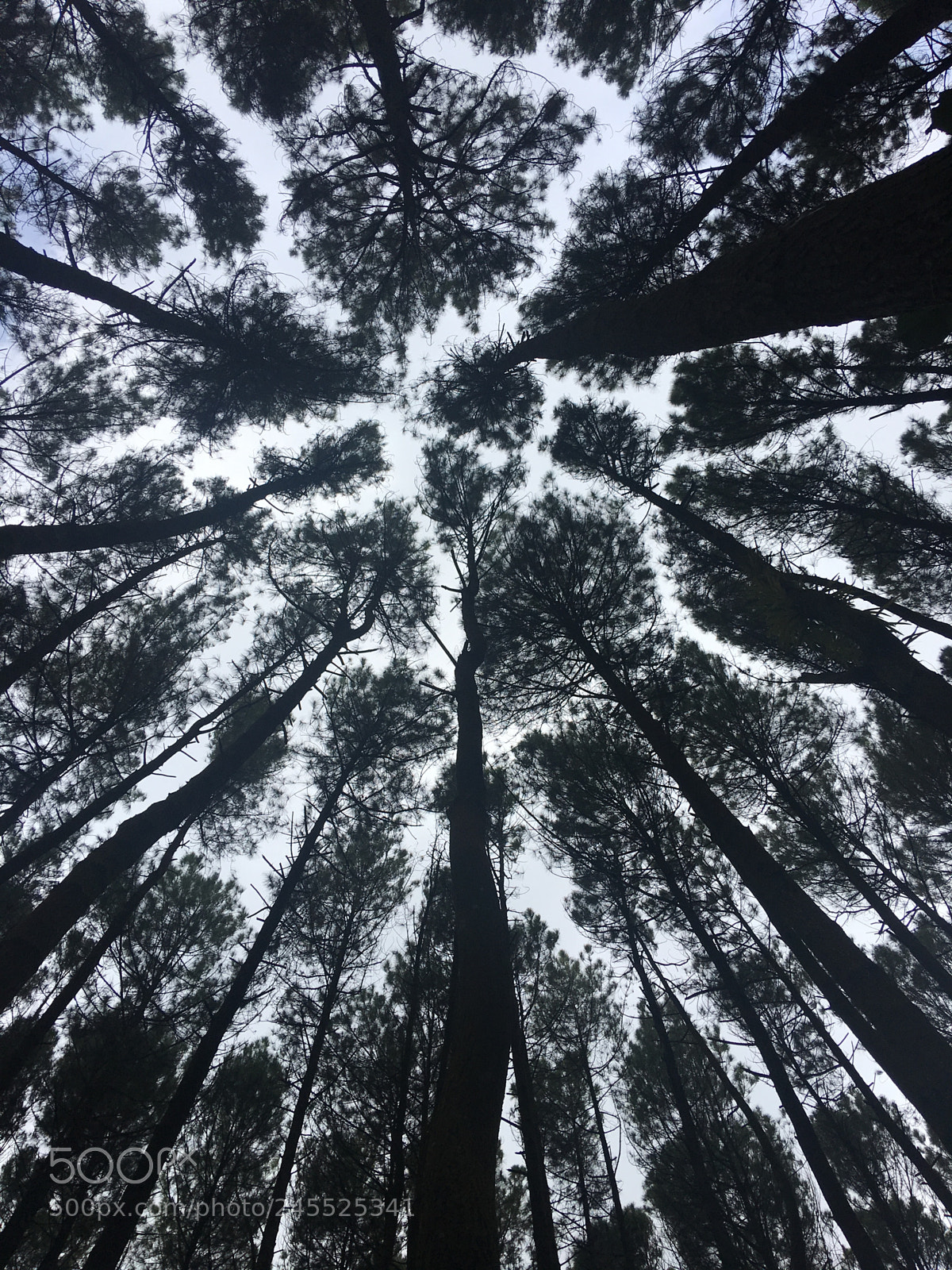 Apple iPhone 6s Plus sample photo. Trees map photography