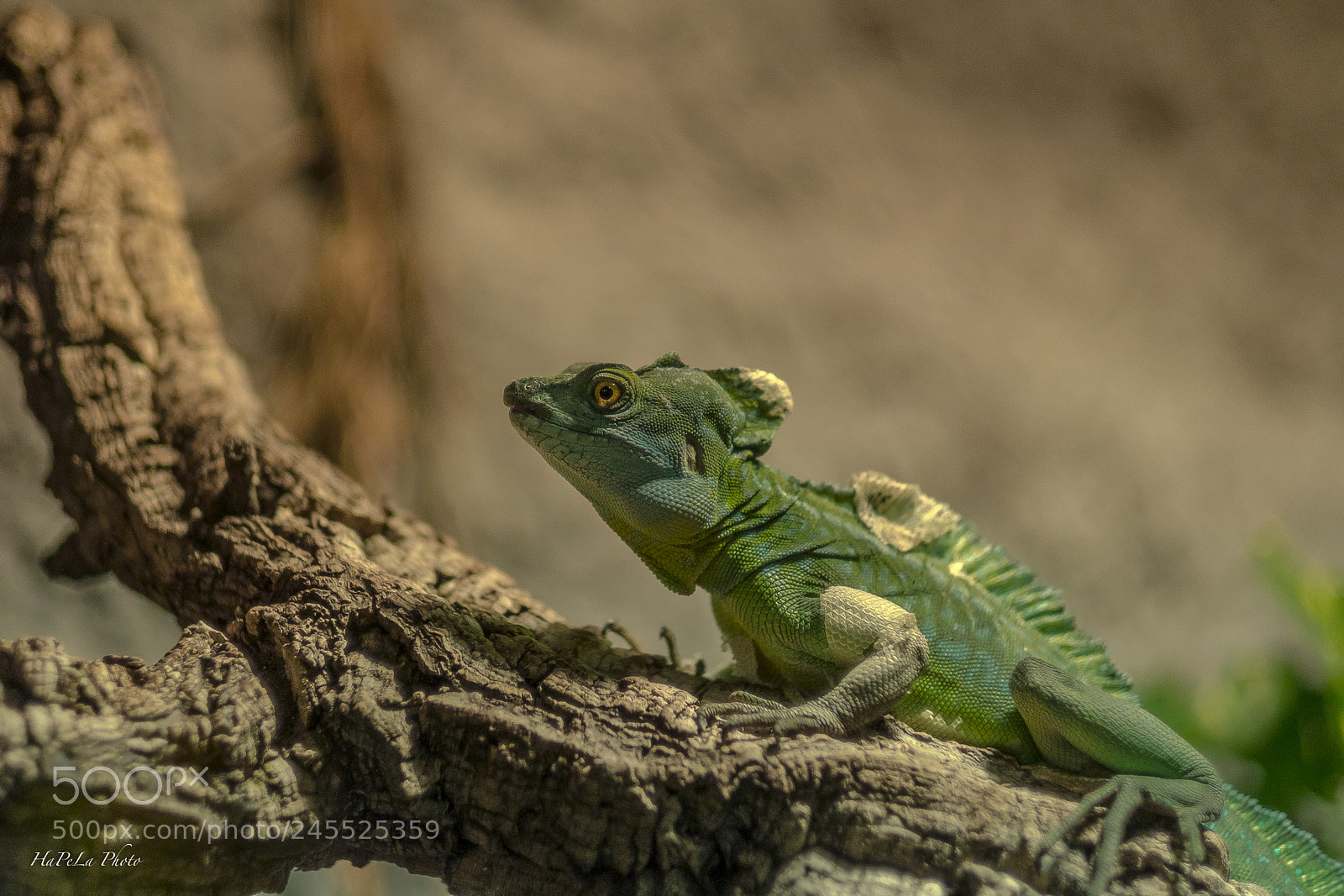 Fujifilm X-T2 sample photo. Reptilium echse photography