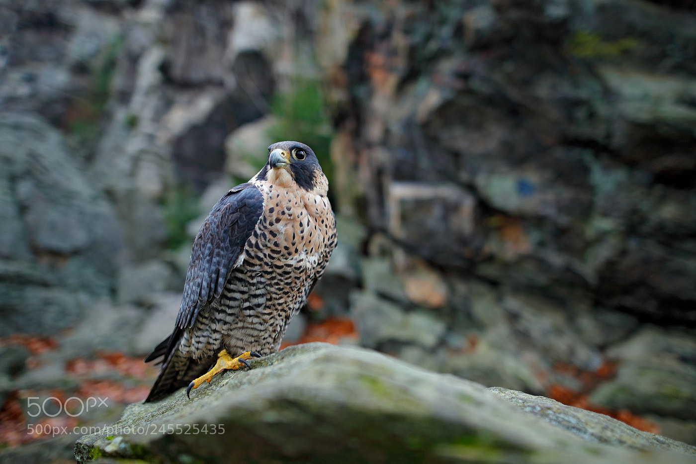 Canon EOS-1D X Mark II sample photo. Peregrine falcon (falco peregrinus) photography