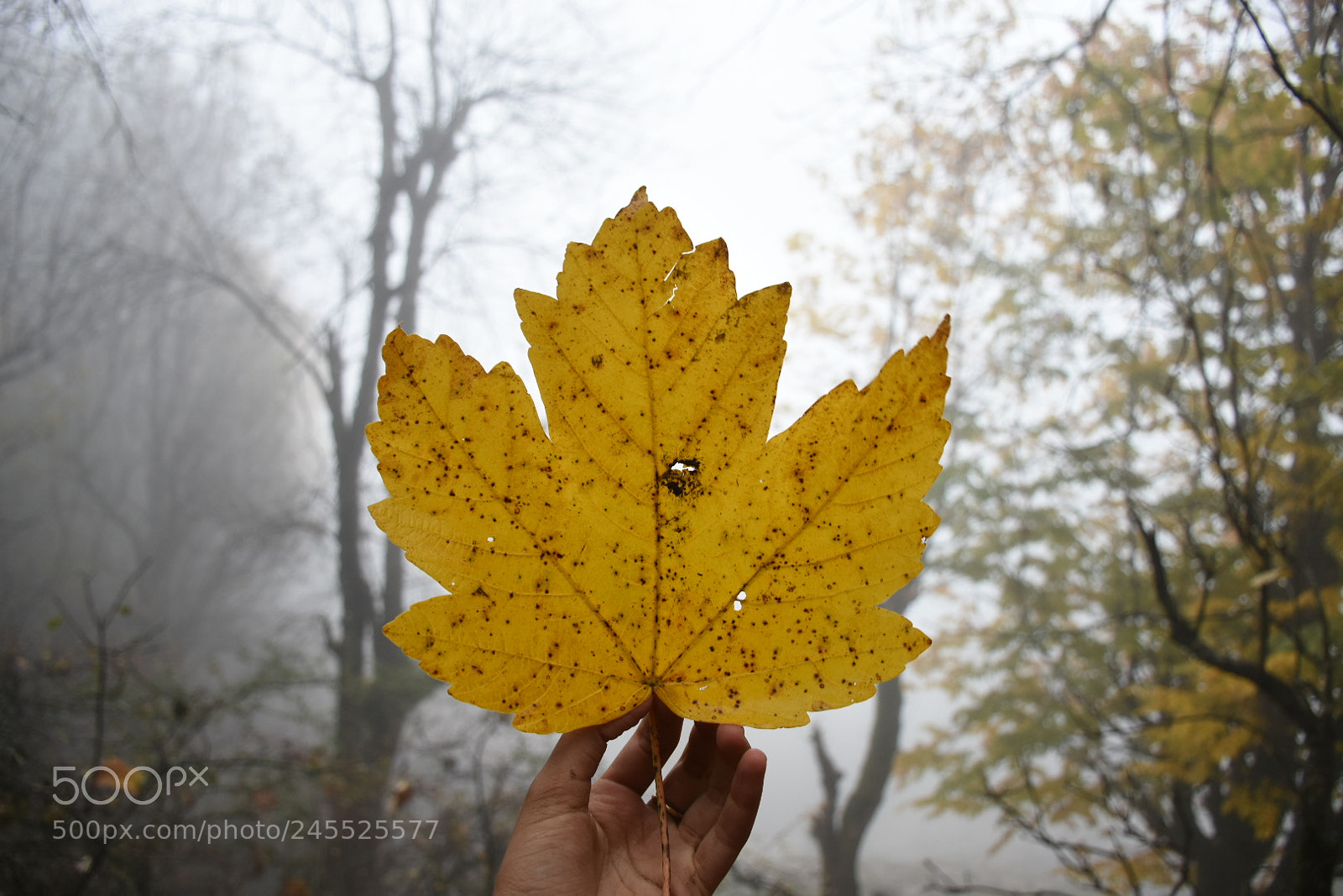 Nikon D7200 sample photo. Untitled photography