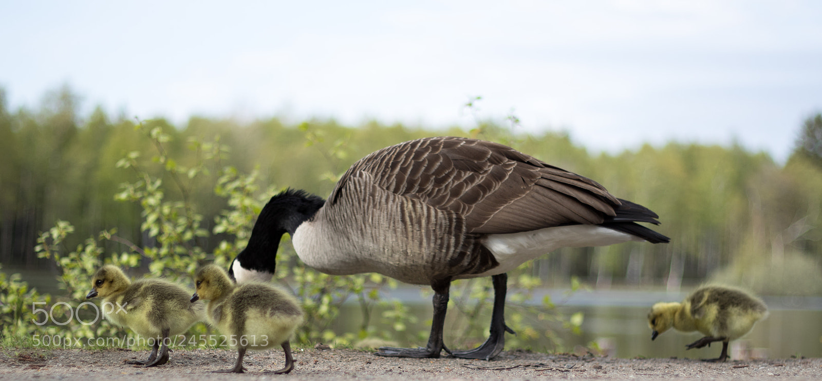 Canon EOS 7D Mark II sample photo. The canada goose branta photography