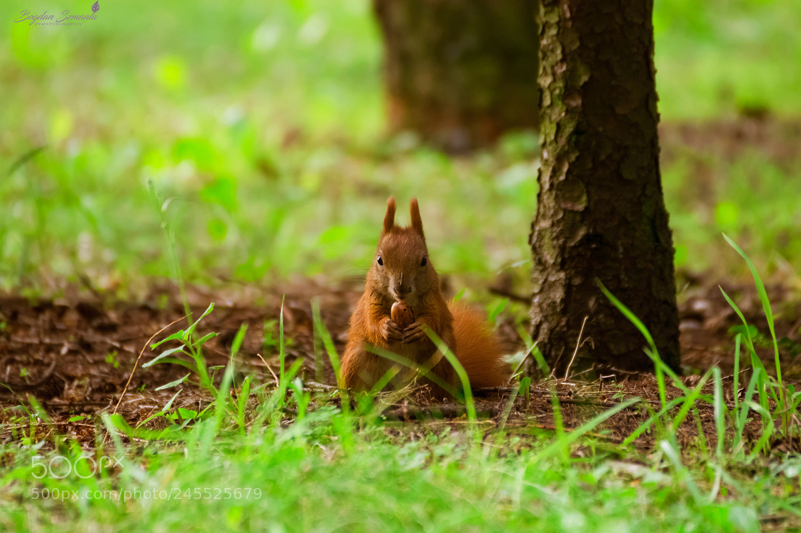 Nikon D5200 sample photo. Squirrel photography
