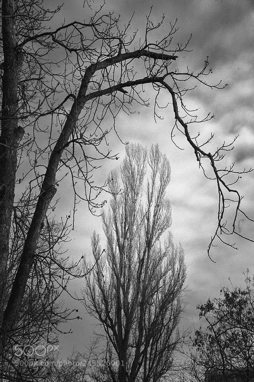 Canon EOS 5D sample photo. Portrait of a tree photography