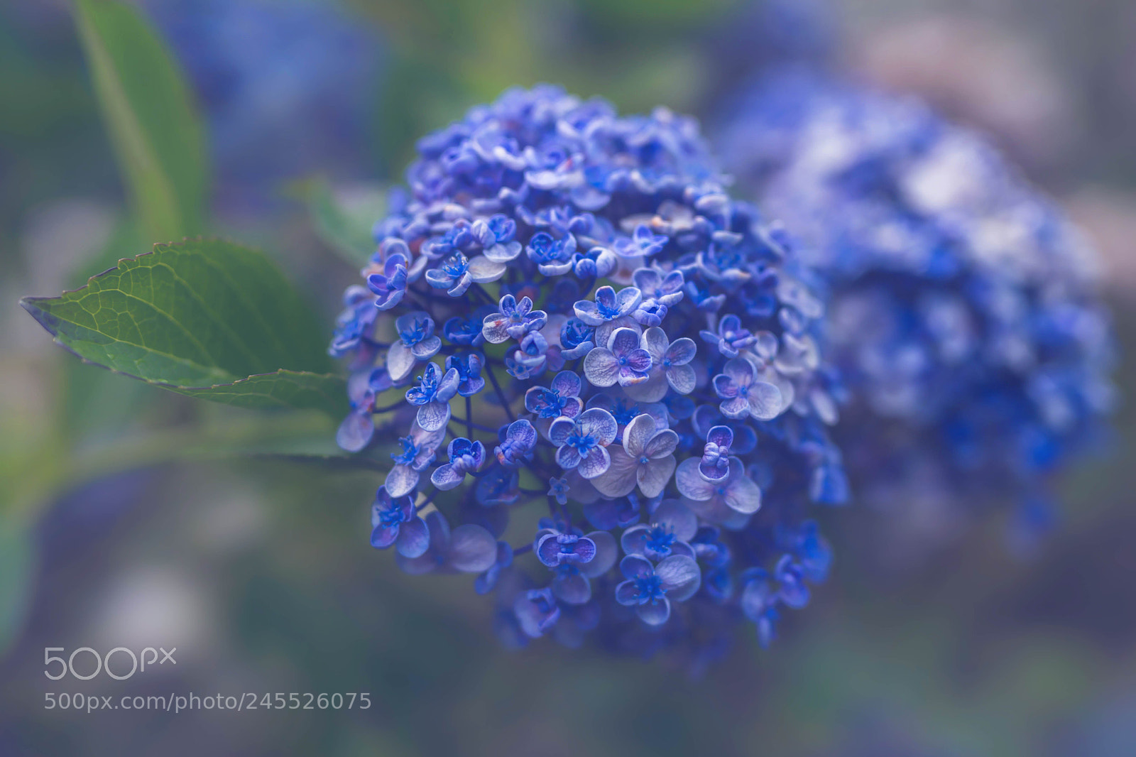 Sony a7R III sample photo. Blue crystal garden in photography