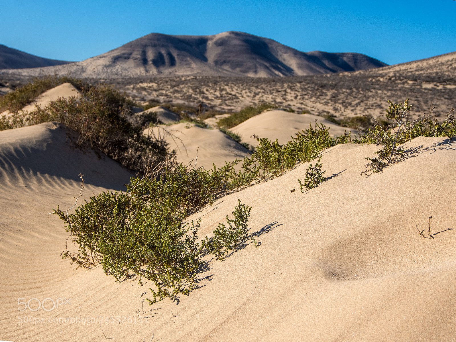 Olympus OM-D E-M5 sample photo. Fuerteventura - dune photography