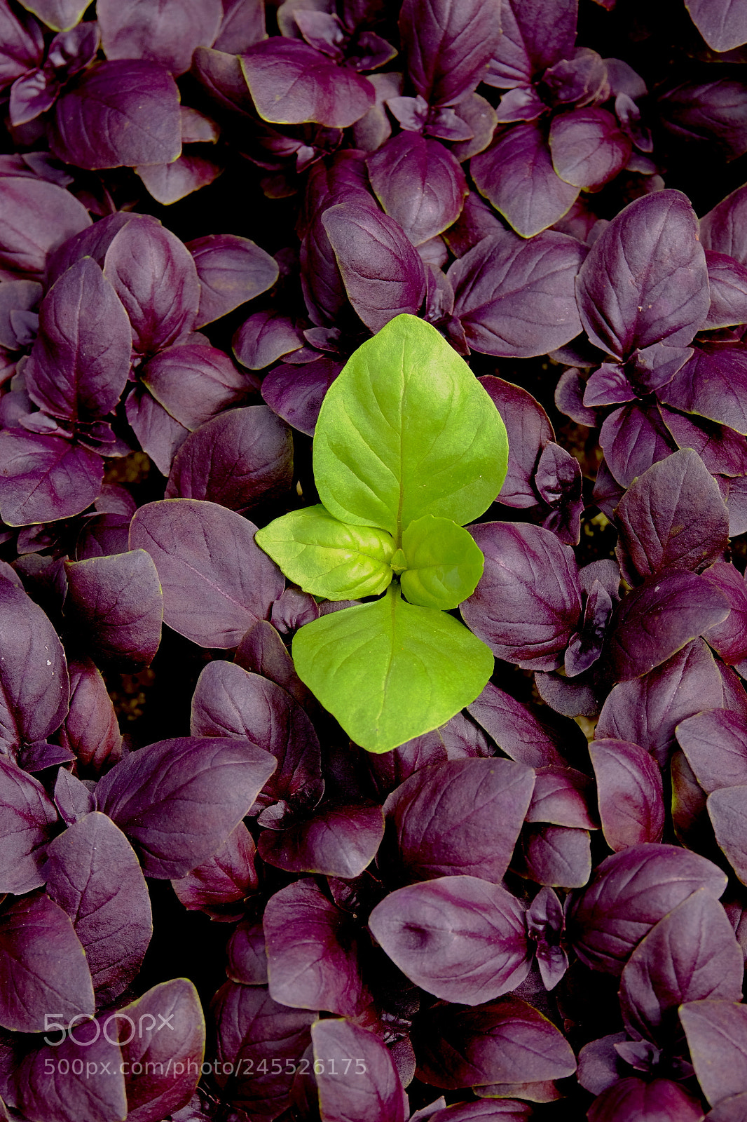 Fujifilm X-T1 sample photo. Thai basil & green friend photography