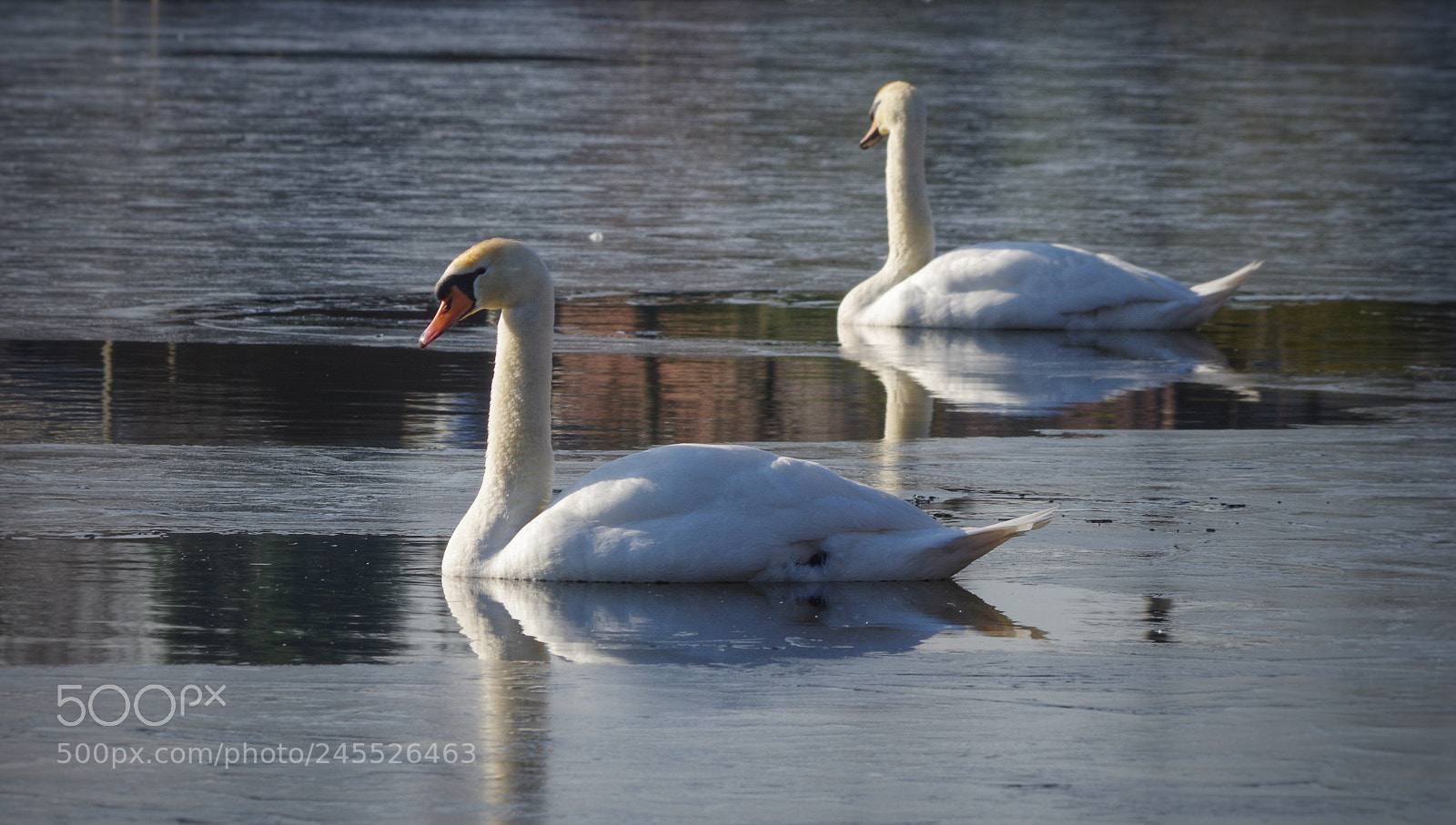 Pentax K-3 sample photo. Swan lake photography