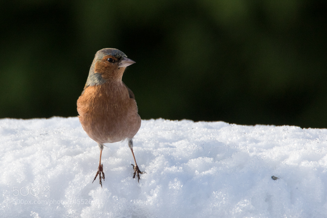 Canon EOS 7D Mark II sample photo. Bird in the snow photography