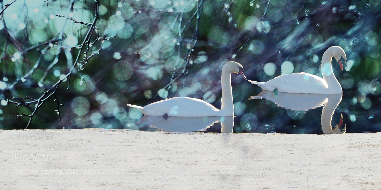 Olympus OM-D E-M1 sample photo. Winter swans photography