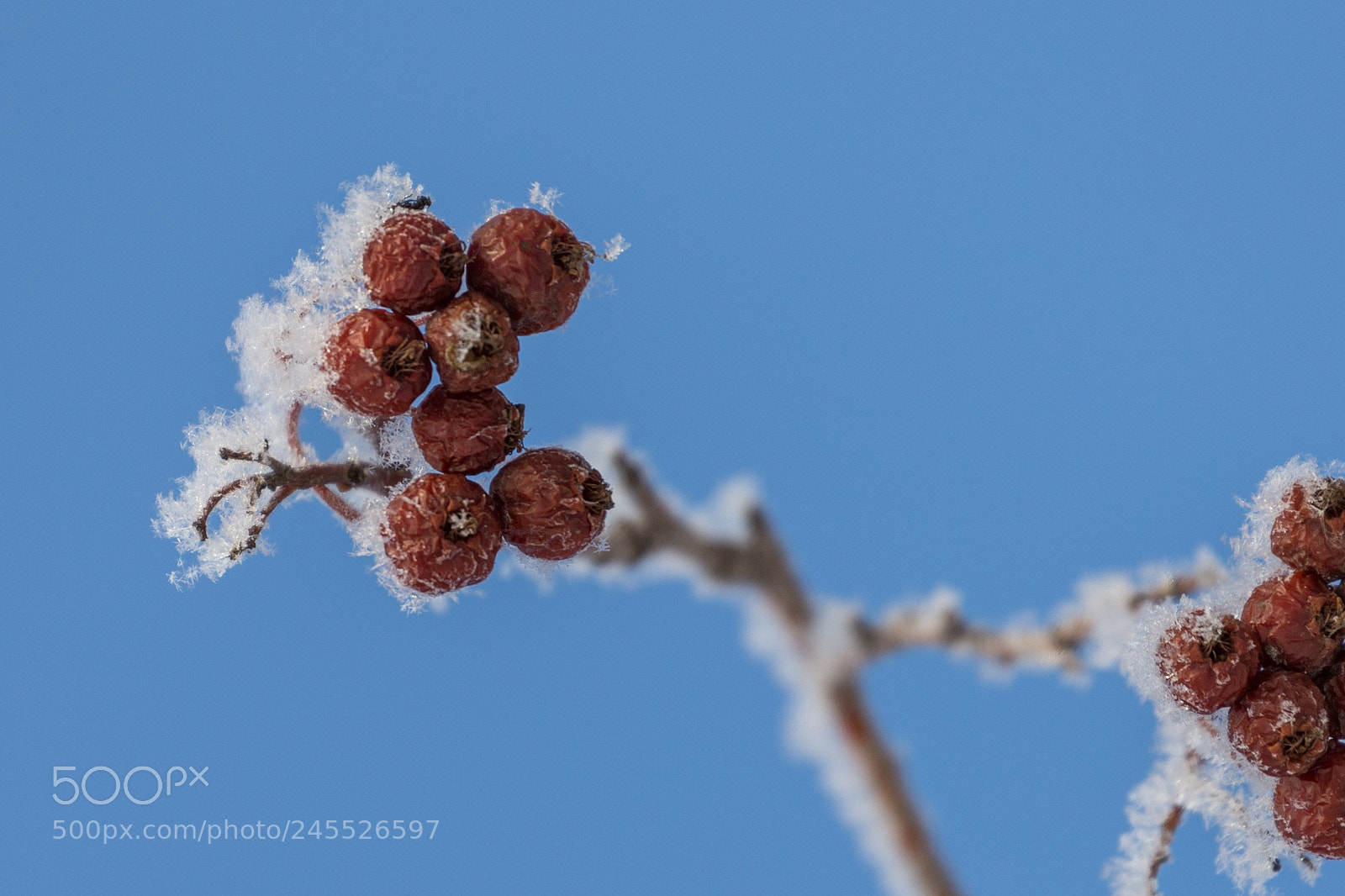 Canon EOS 6D sample photo. Winter berries photography