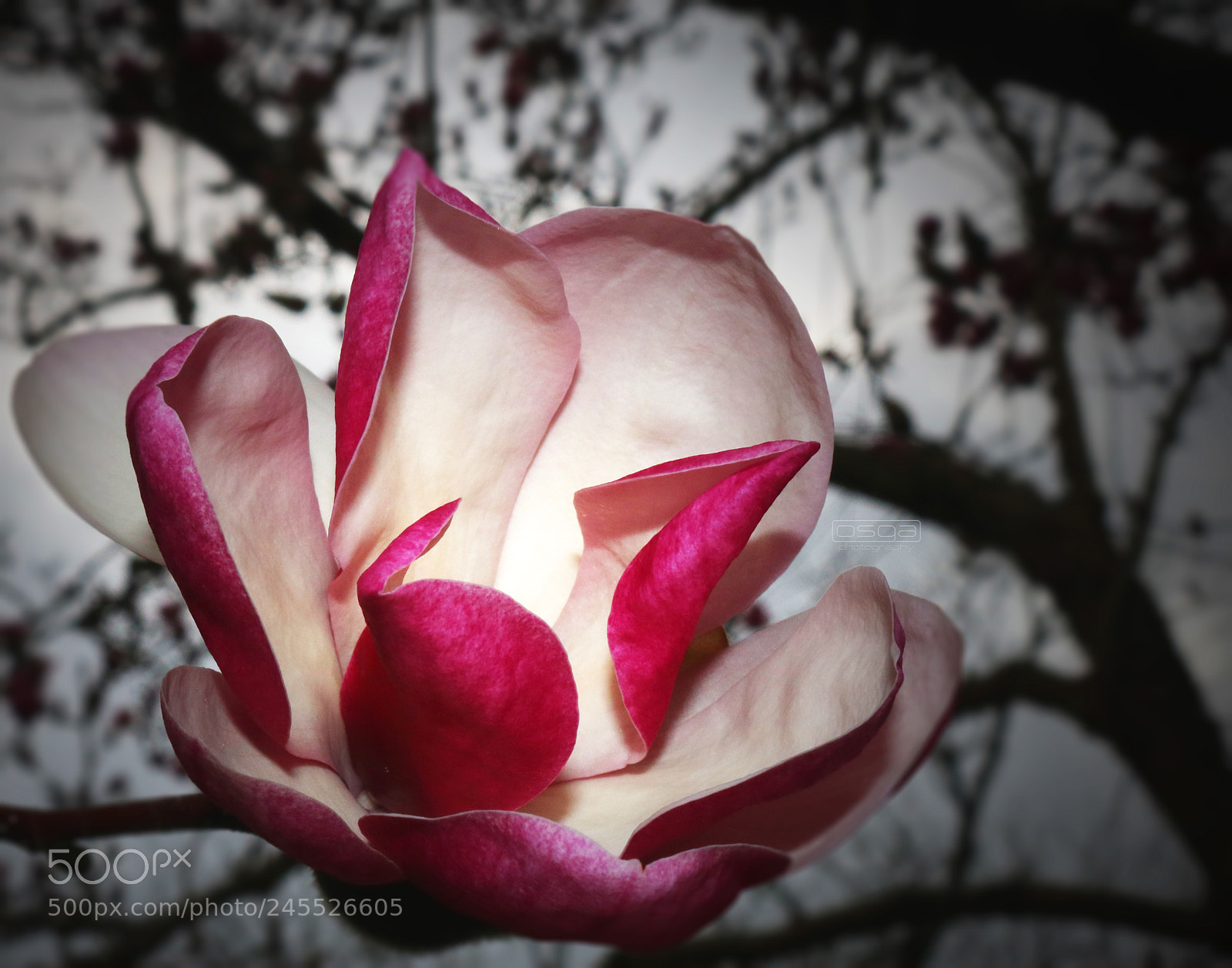 Canon EOS 750D (EOS Rebel T6i / EOS Kiss X8i) sample photo. Japanese magnolia photography