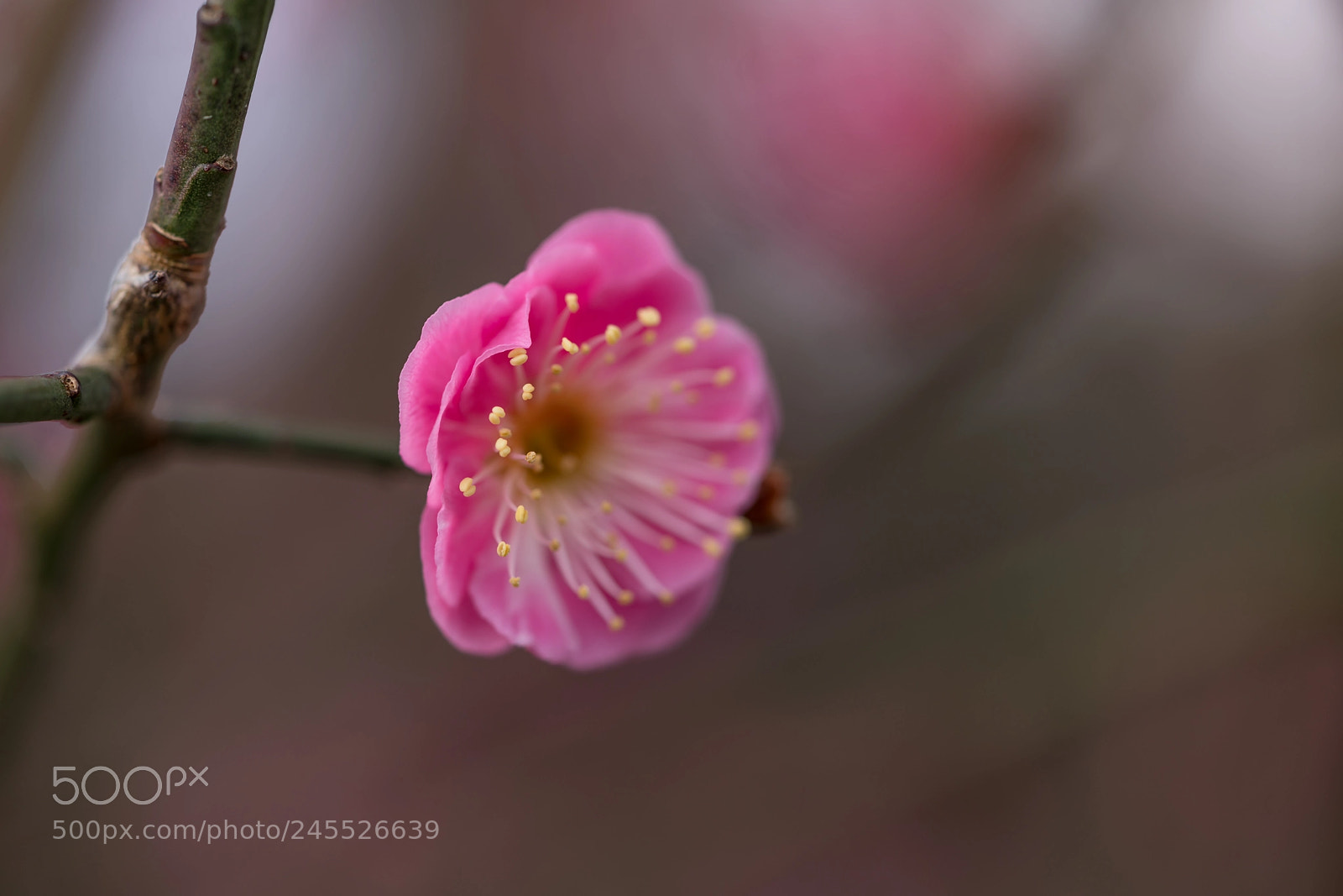 Sony a7R II sample photo. First blossom photography