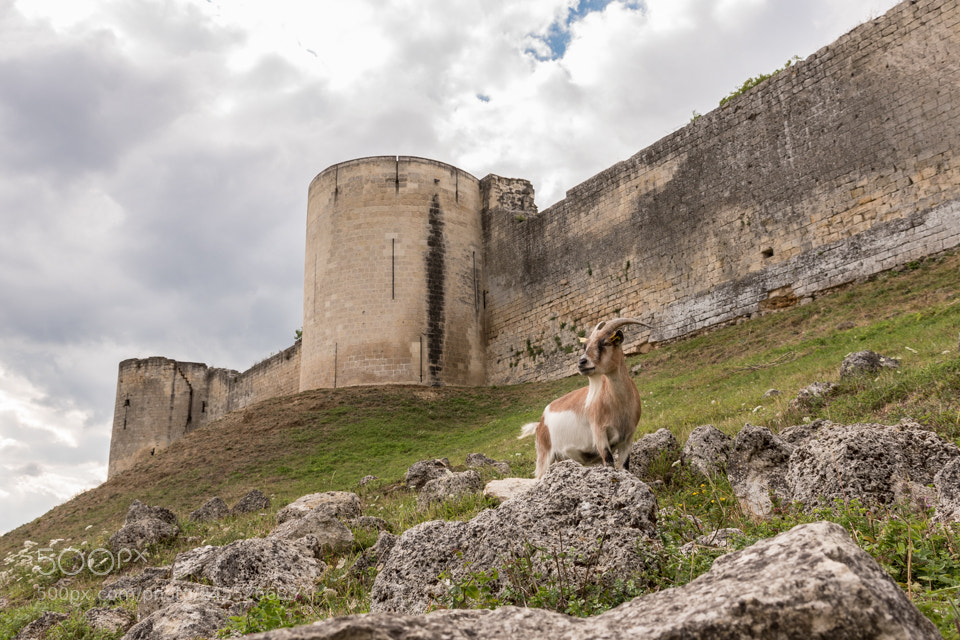 Nikon D5500 sample photo. Chèvre à coucy photography