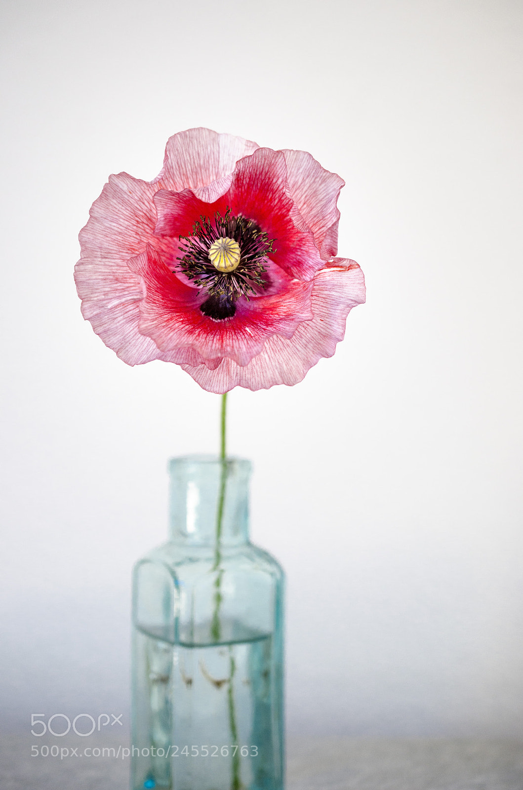 Nikon D7000 sample photo. Poppy in vase photography