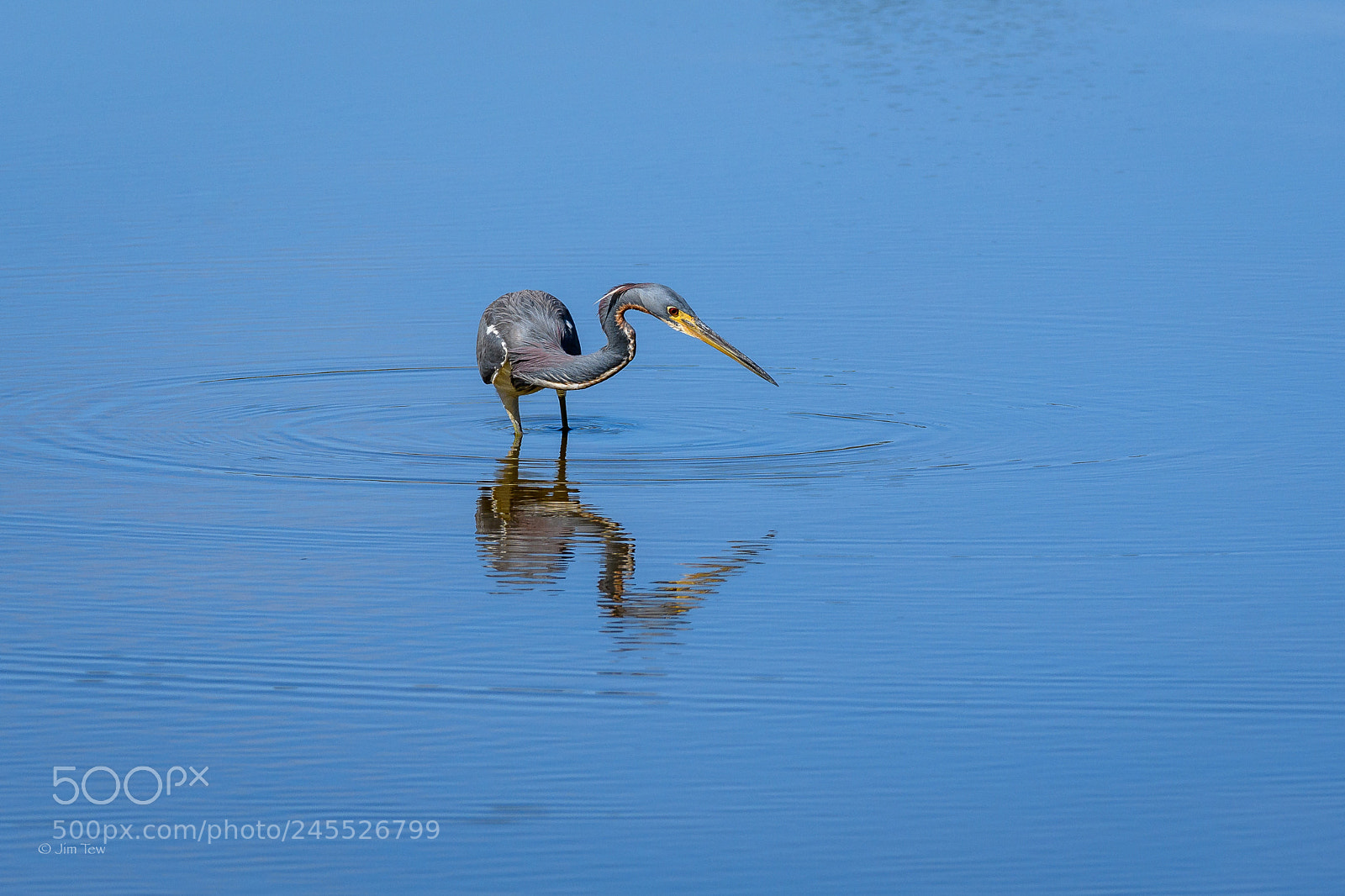 Nikon D7500 sample photo. Tricolored heron photography