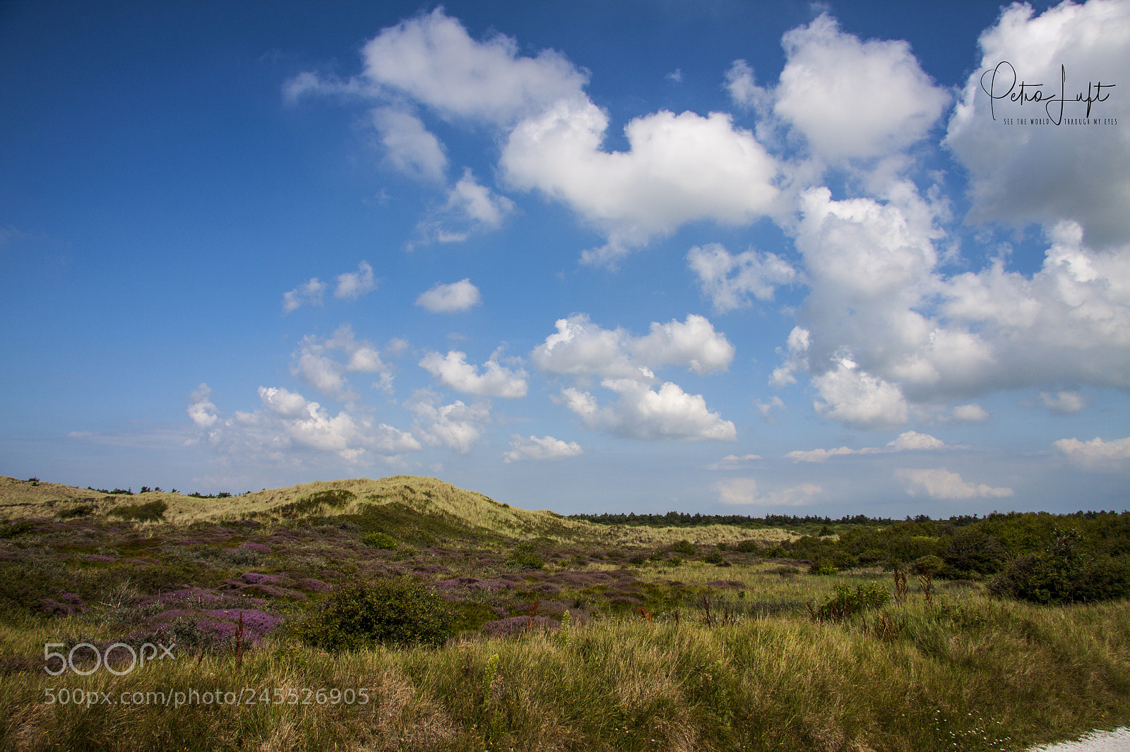 Canon EOS 50D sample photo. Dutch dunes photography