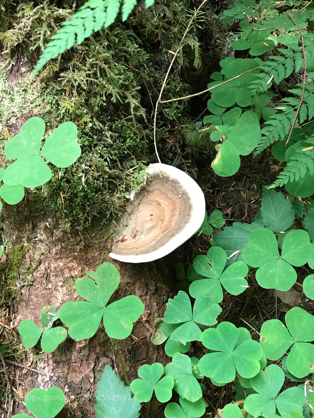 Apple iPhone 7 Plus sample photo. Quinault rainforest photography