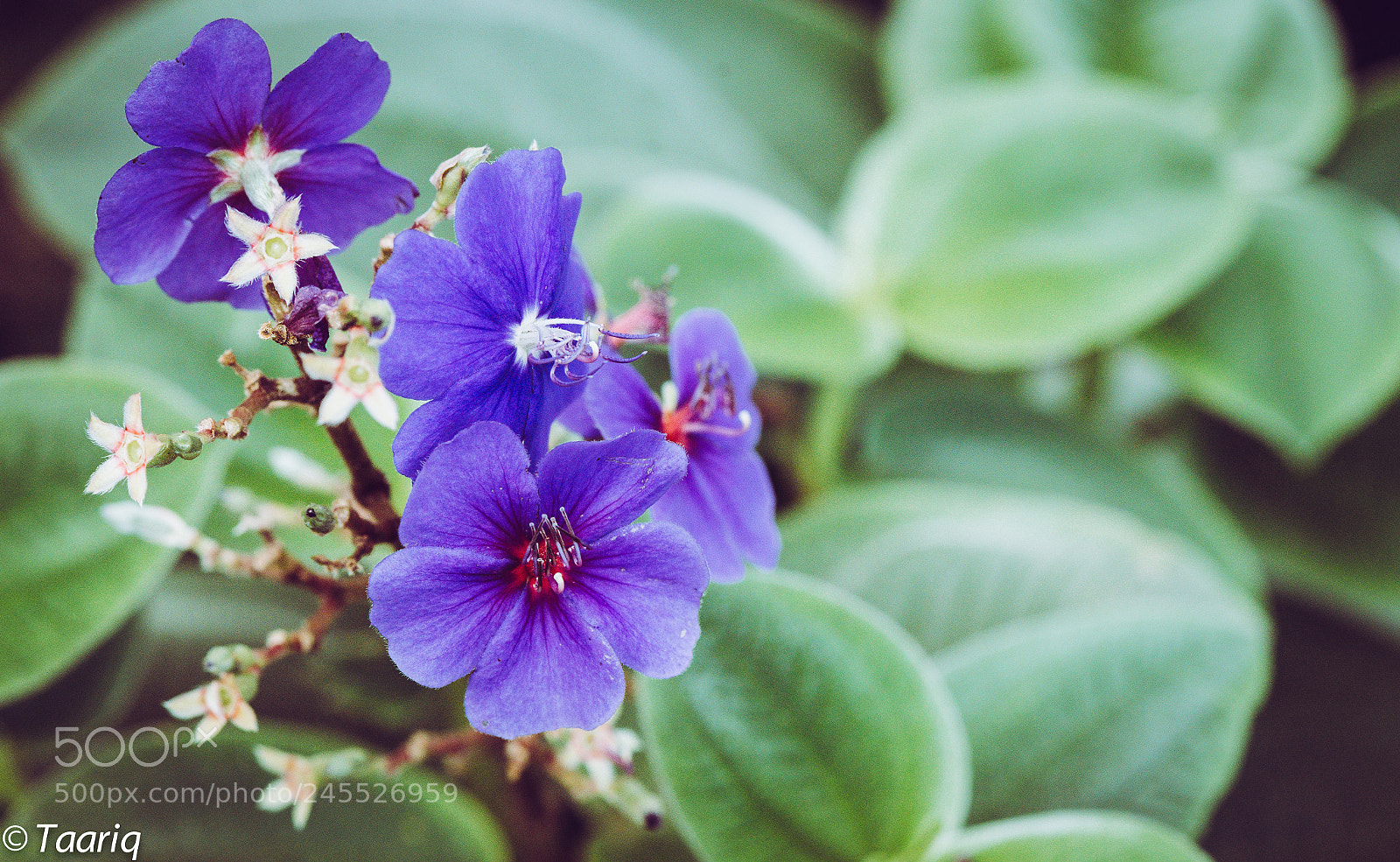 Nikon D610 sample photo. Flower photography