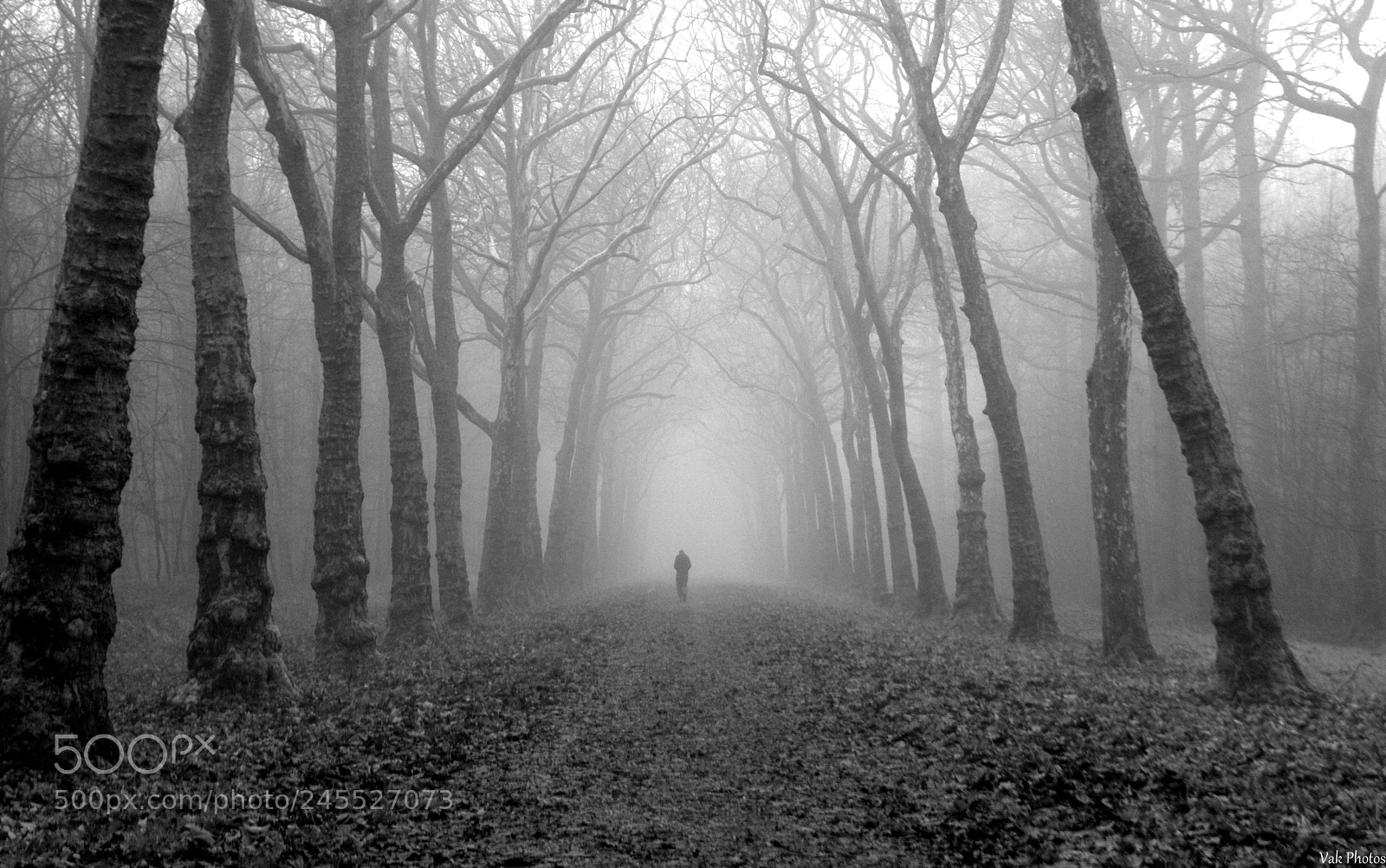 Nikon D3100 sample photo. Towards the mist photography